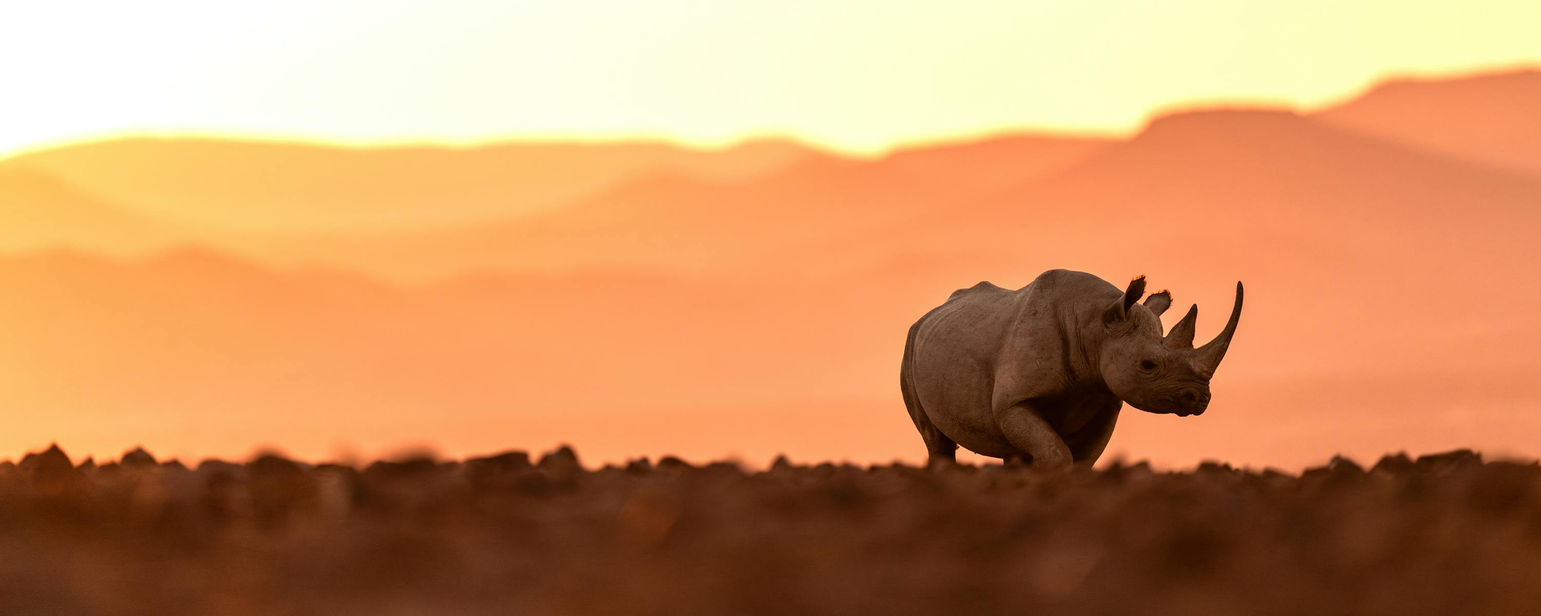 A rhinoceros walks through golden desert light at sunset, silhouetted against soft dunes and a warm, fading sky.