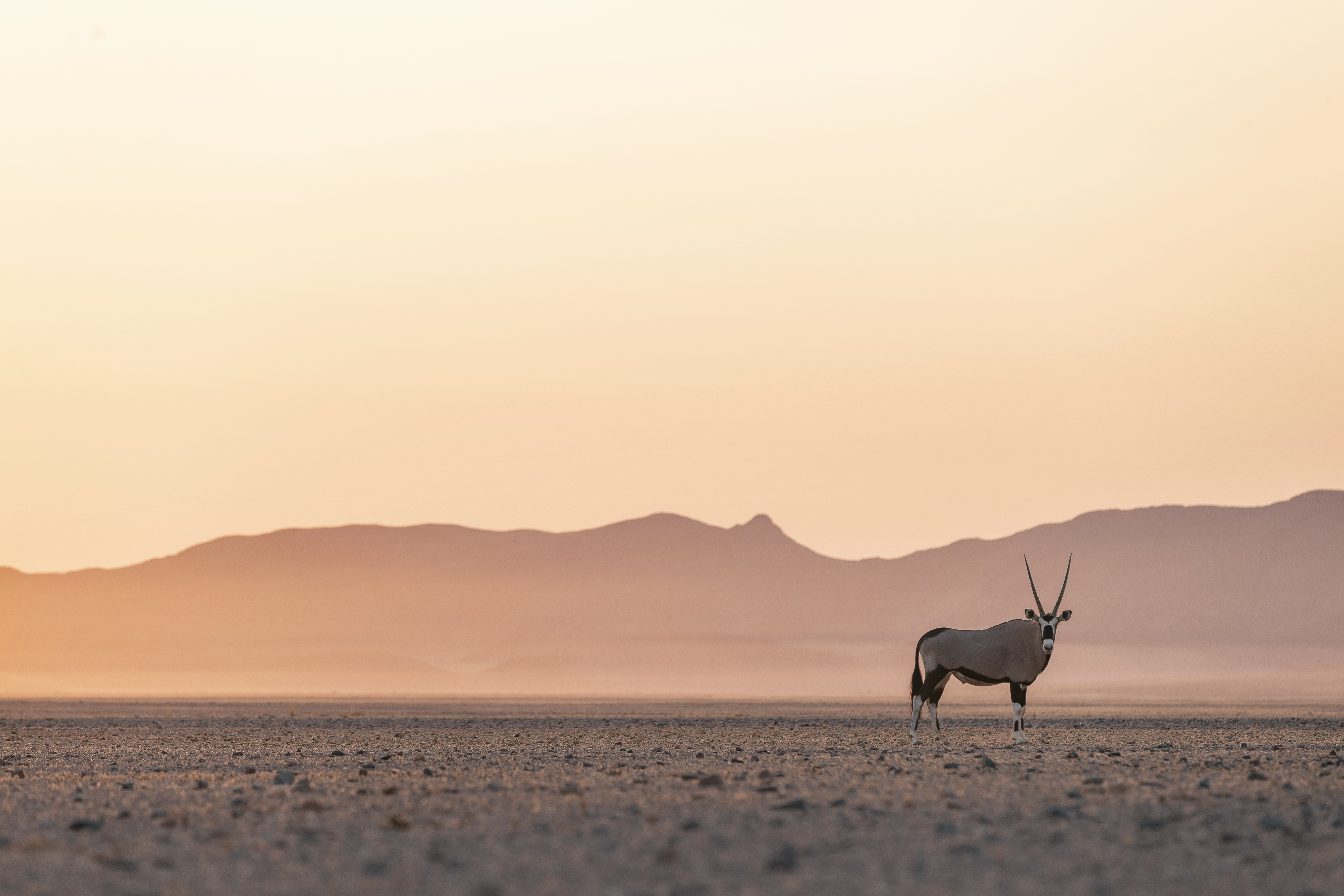 A lone oryx stands on a flat plain at sunrise, silhouetted against pastel mountains in soft morning haze.