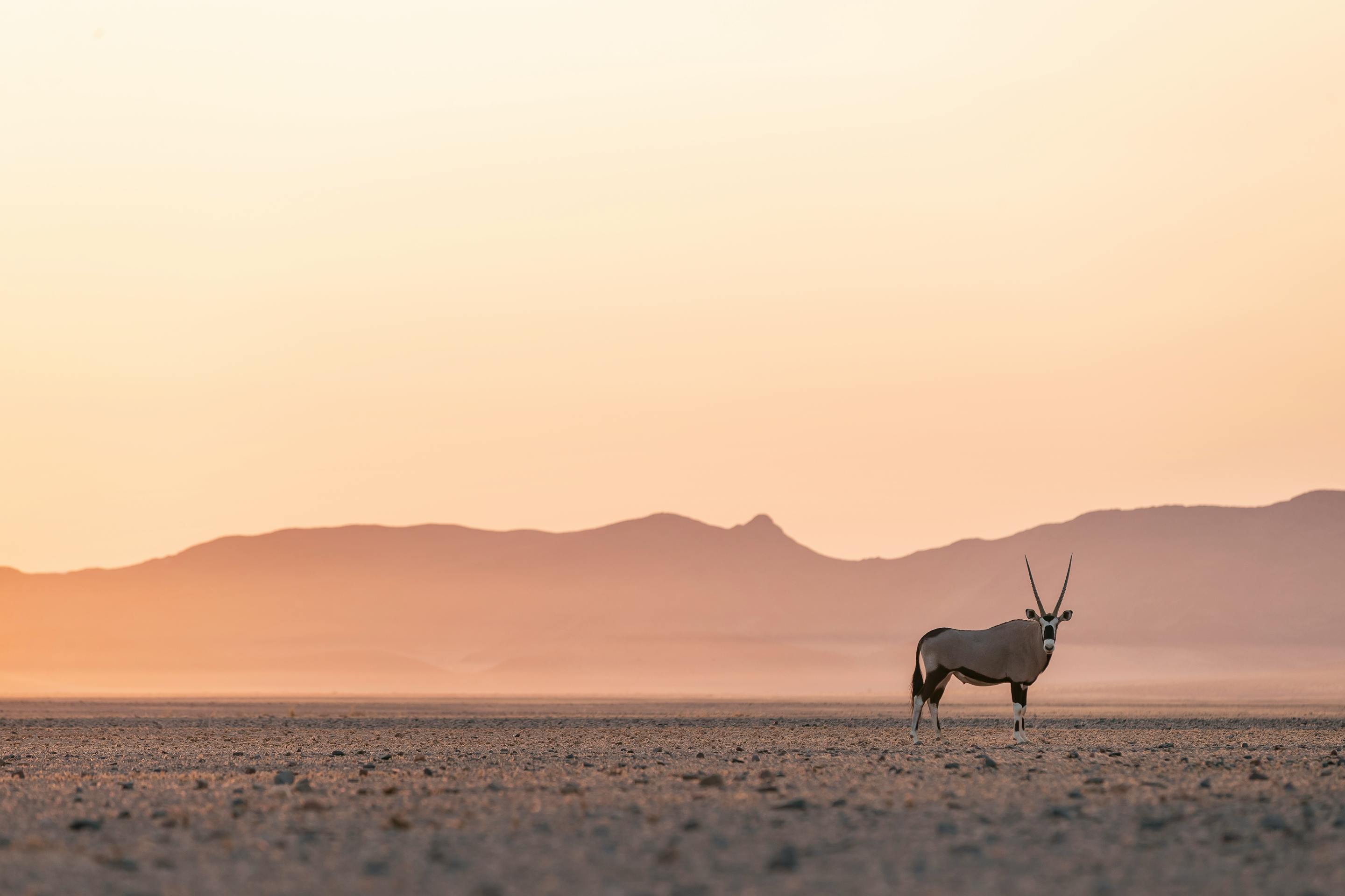 A lone oryx stands on a flat plain at sunrise, silhouetted against pastel mountains in soft morning haze.