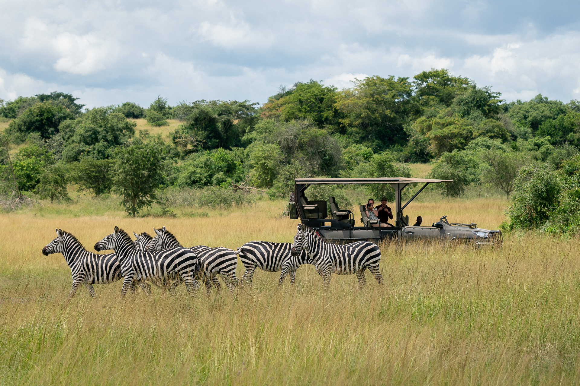 A herd of zebras grazes in golden grass while an open safari vehicle watches from the savanna in the background.