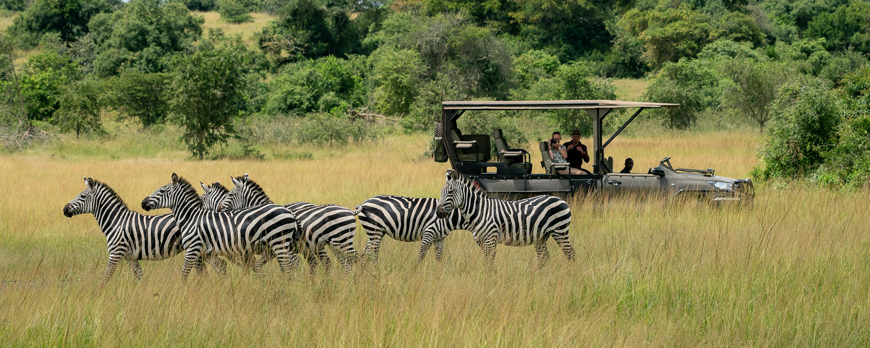 A herd of zebras grazes in golden grass while an open safari vehicle watches from the savanna in the background.