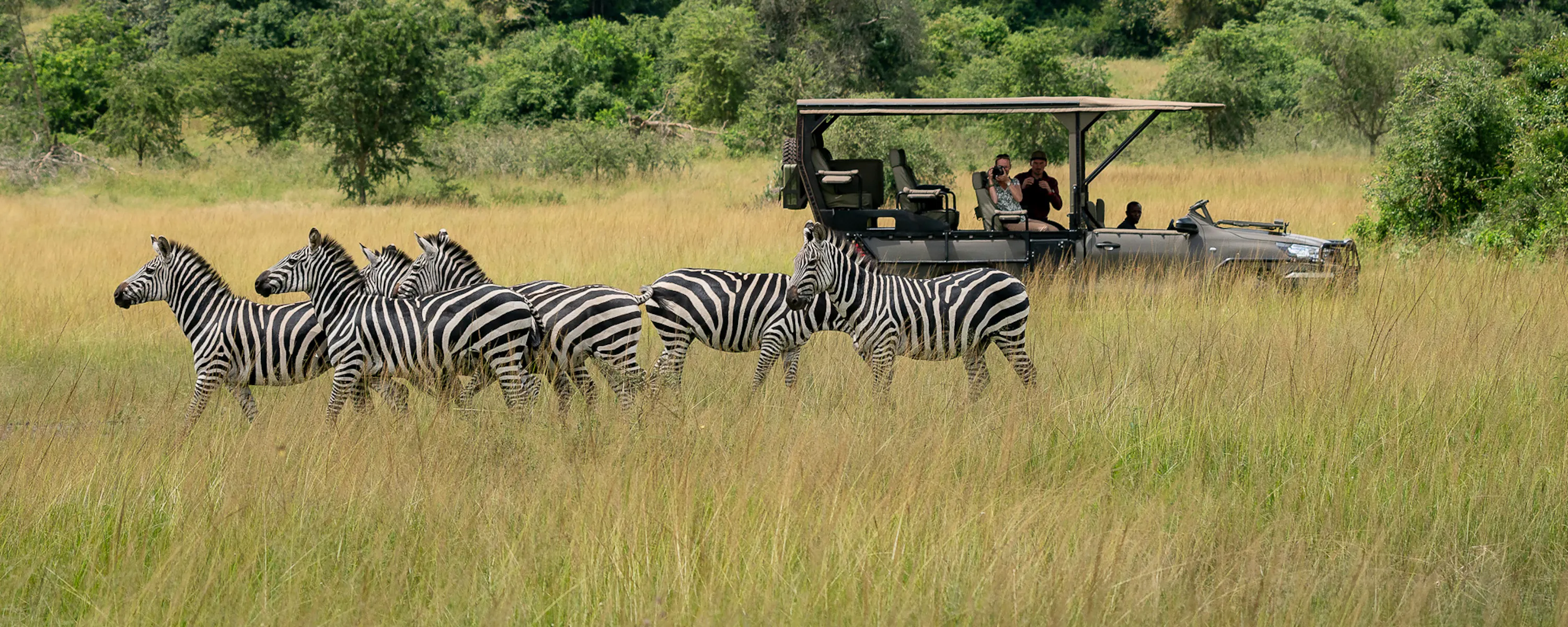 A herd of zebras grazes in golden grass while an open safari vehicle watches from the savanna in the background.