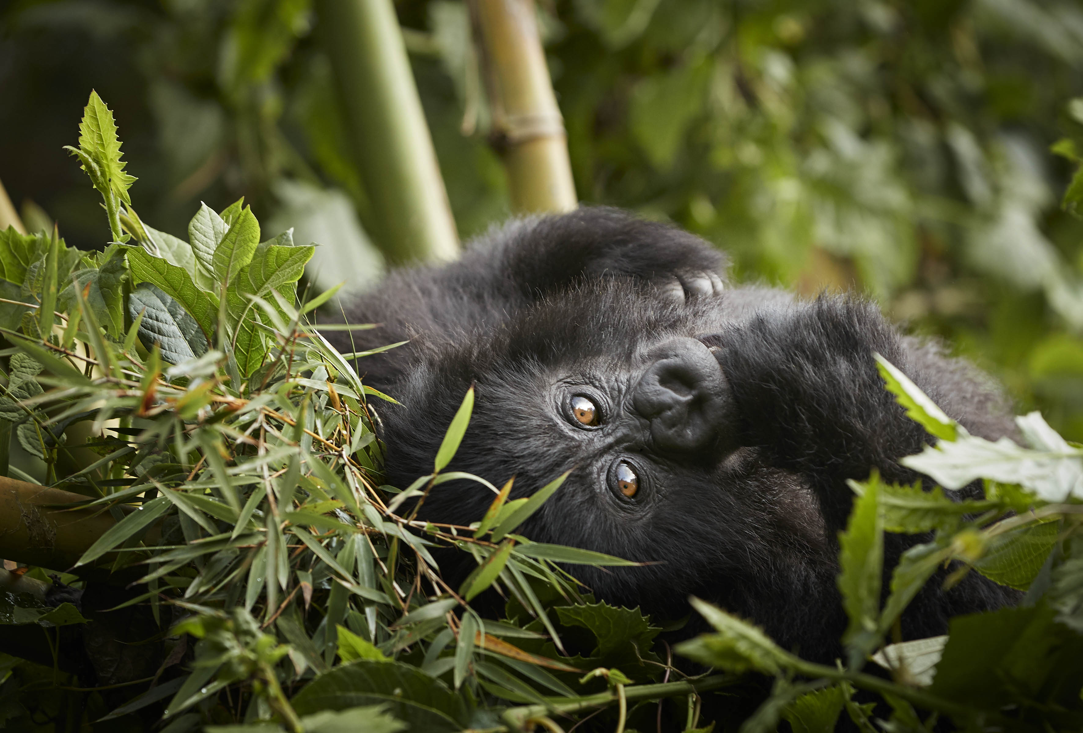 A gorilla rests among bamboo and leafy branches, gazing toward the camera with one arm tucked under its head.