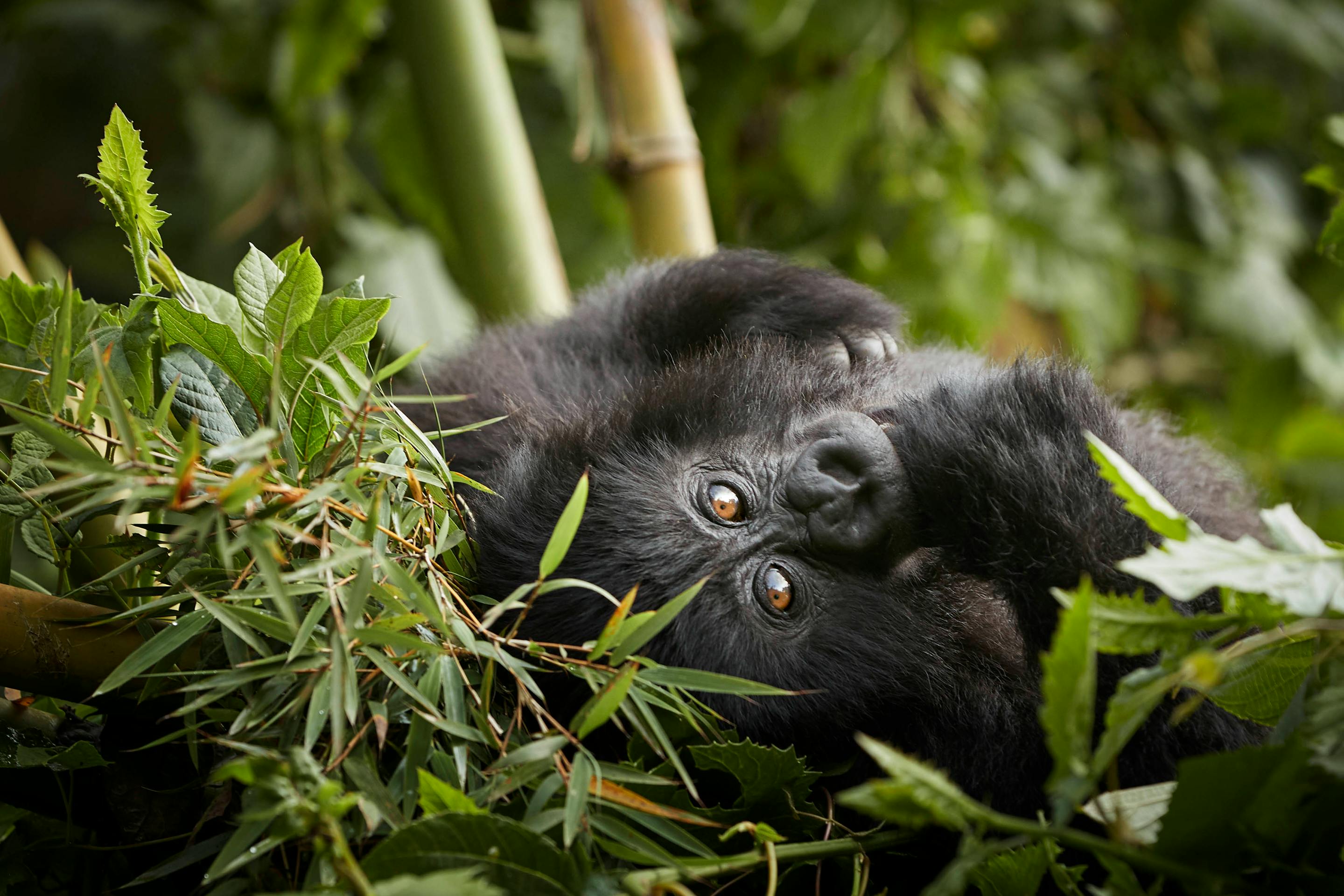 A gorilla rests among bamboo and leafy branches, gazing toward the camera with one arm tucked under its head.