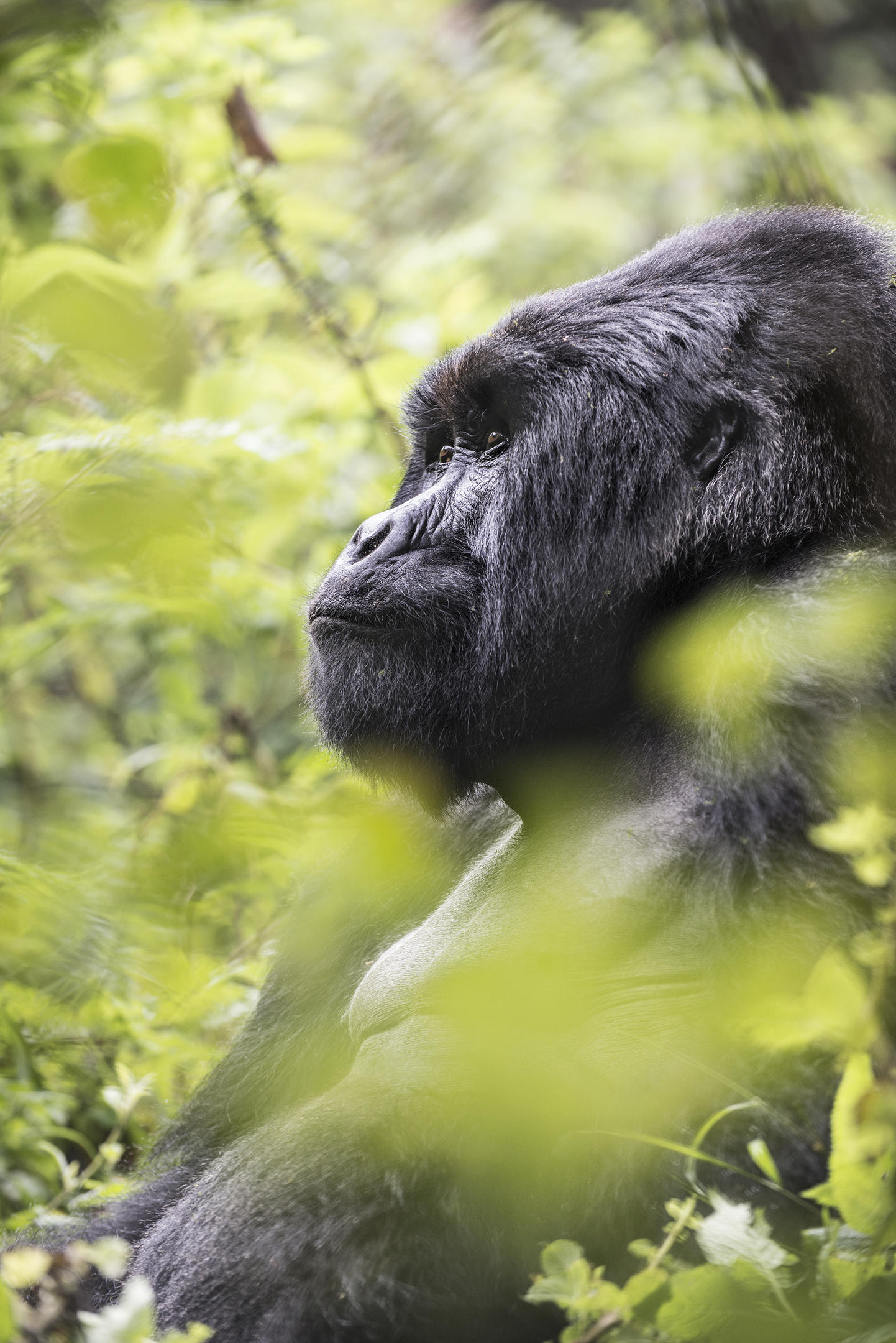 Close-up profile of a gorilla's face among green leaves, its dark fur softly lit against a blurred forest backdrop.