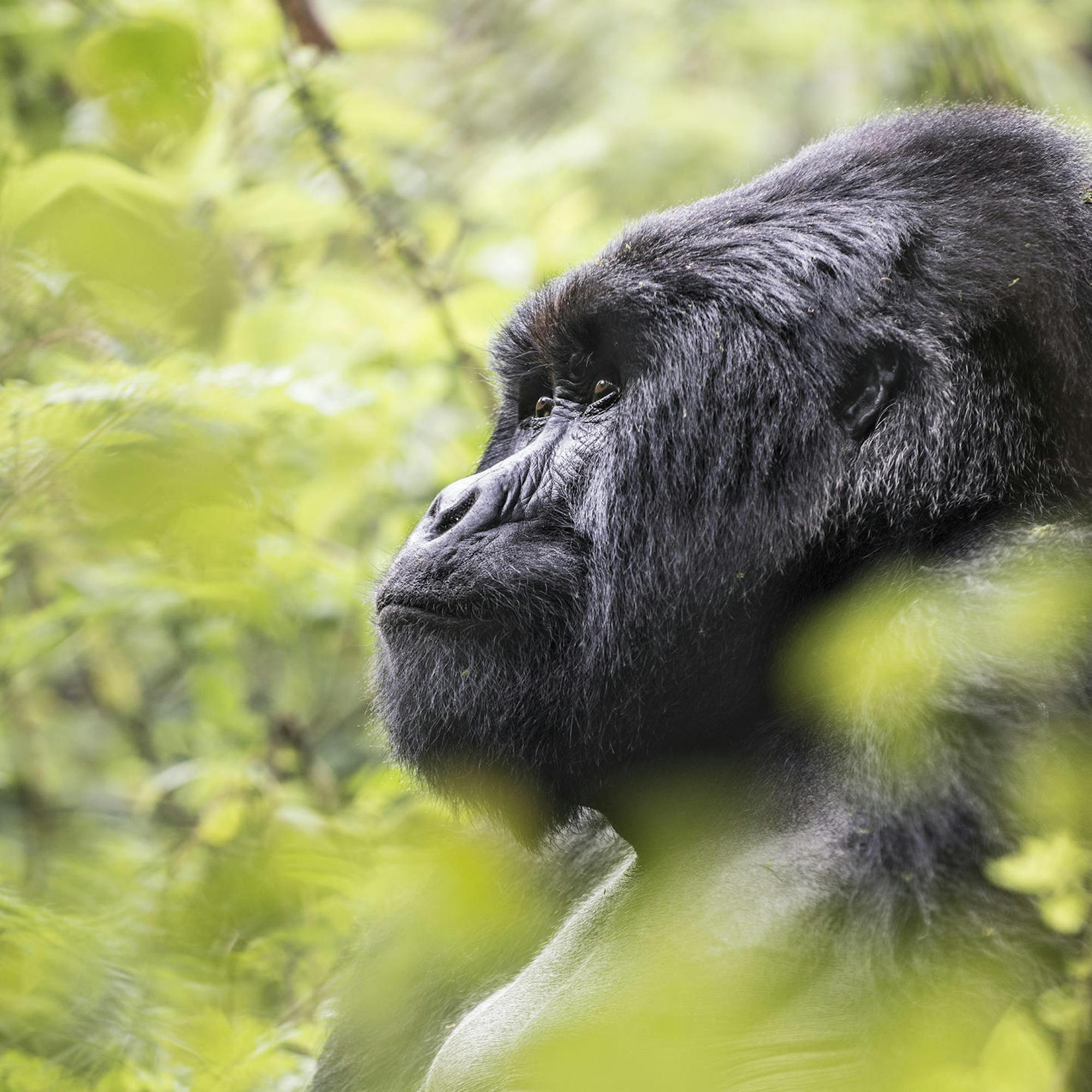Close-up profile of a gorilla's face among green leaves, its dark fur softly lit against a blurred forest backdrop.
