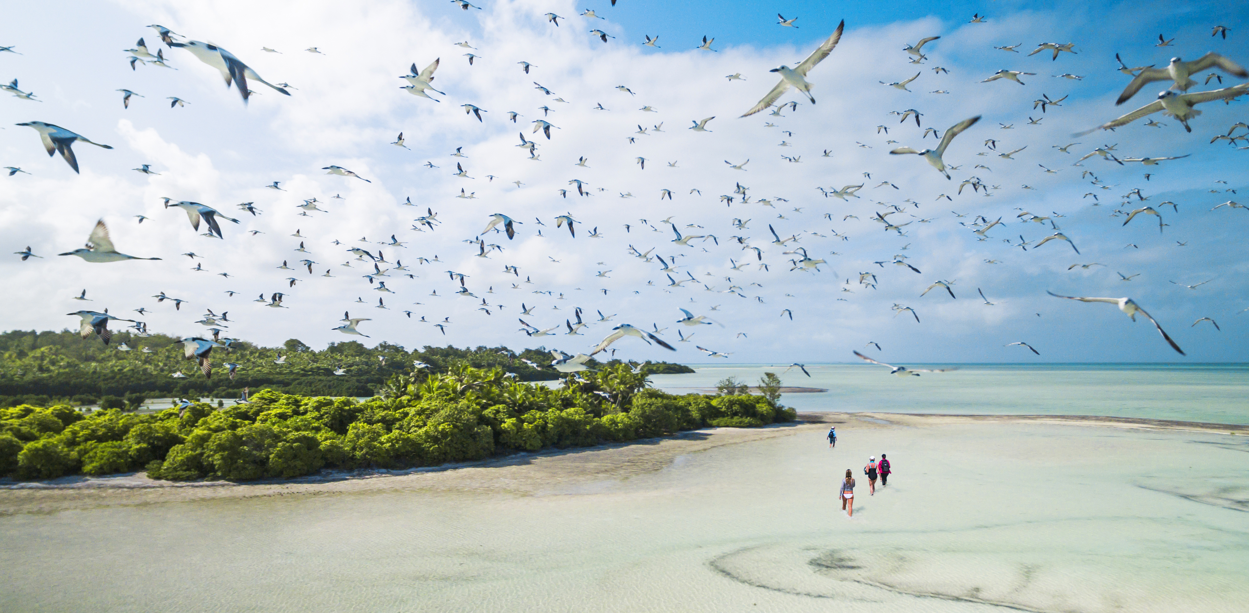 A huge flock of seabirds sweeps over a shallow sandbar near mangroves as a few people wade through pale blue water.