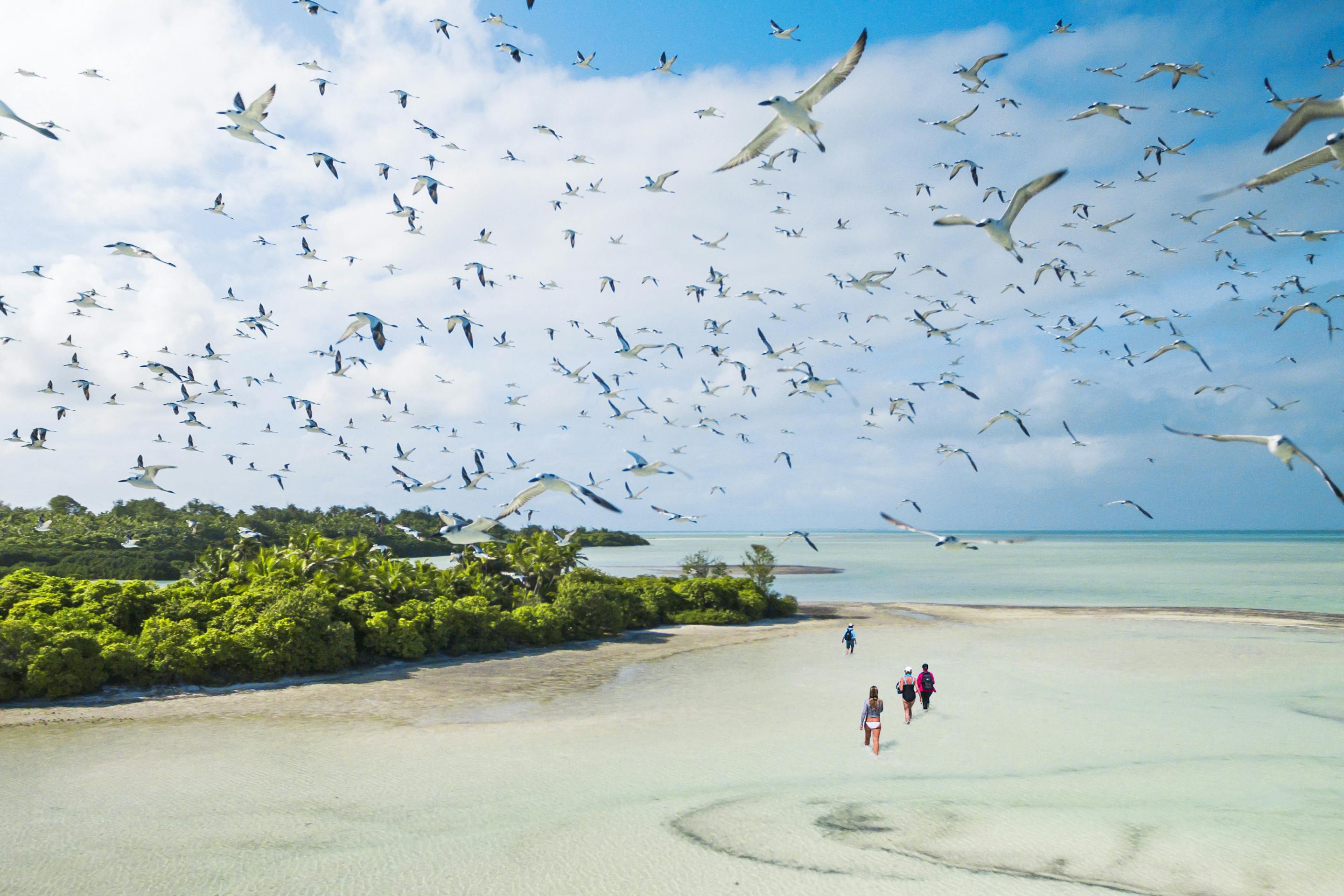A huge flock of seabirds sweeps over a shallow sandbar near mangroves as a few people wade through pale blue water.