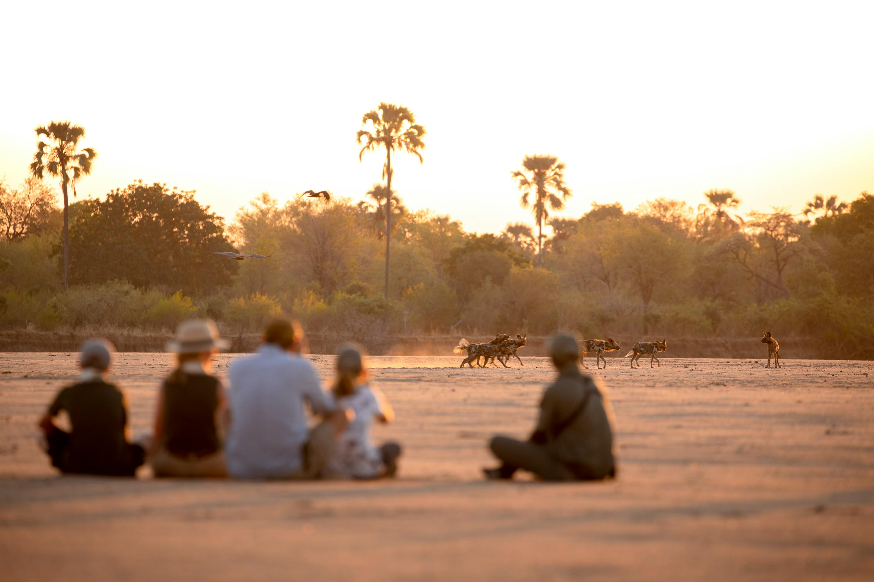 Group sits on a wide sandy plain at sunset watching wild dogs cross in the distance, with palms silhouetted.