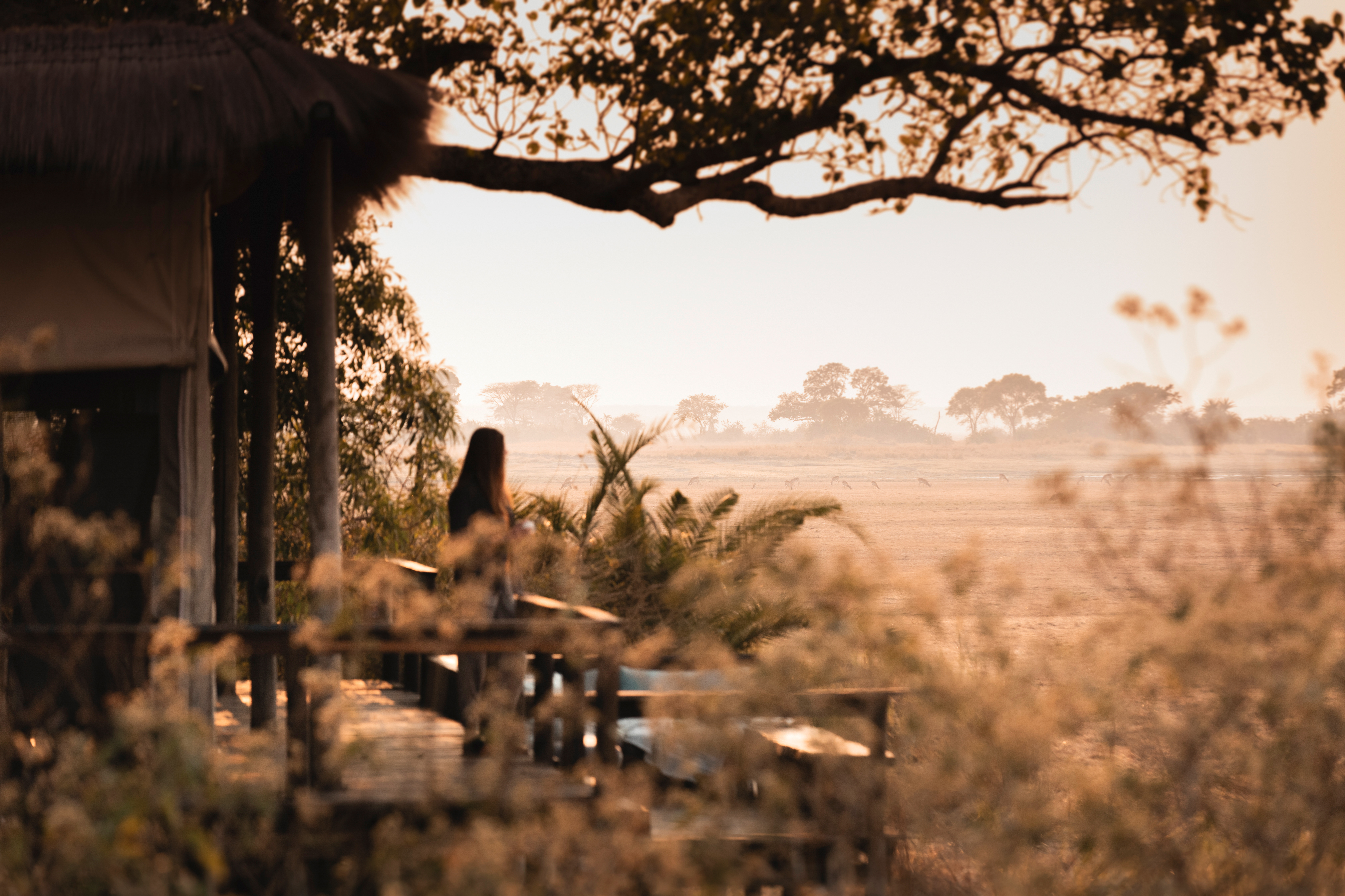 Deck chairs beside a safari tent overlook golden grassland at sunrise, with a person silhouetted in the shade.