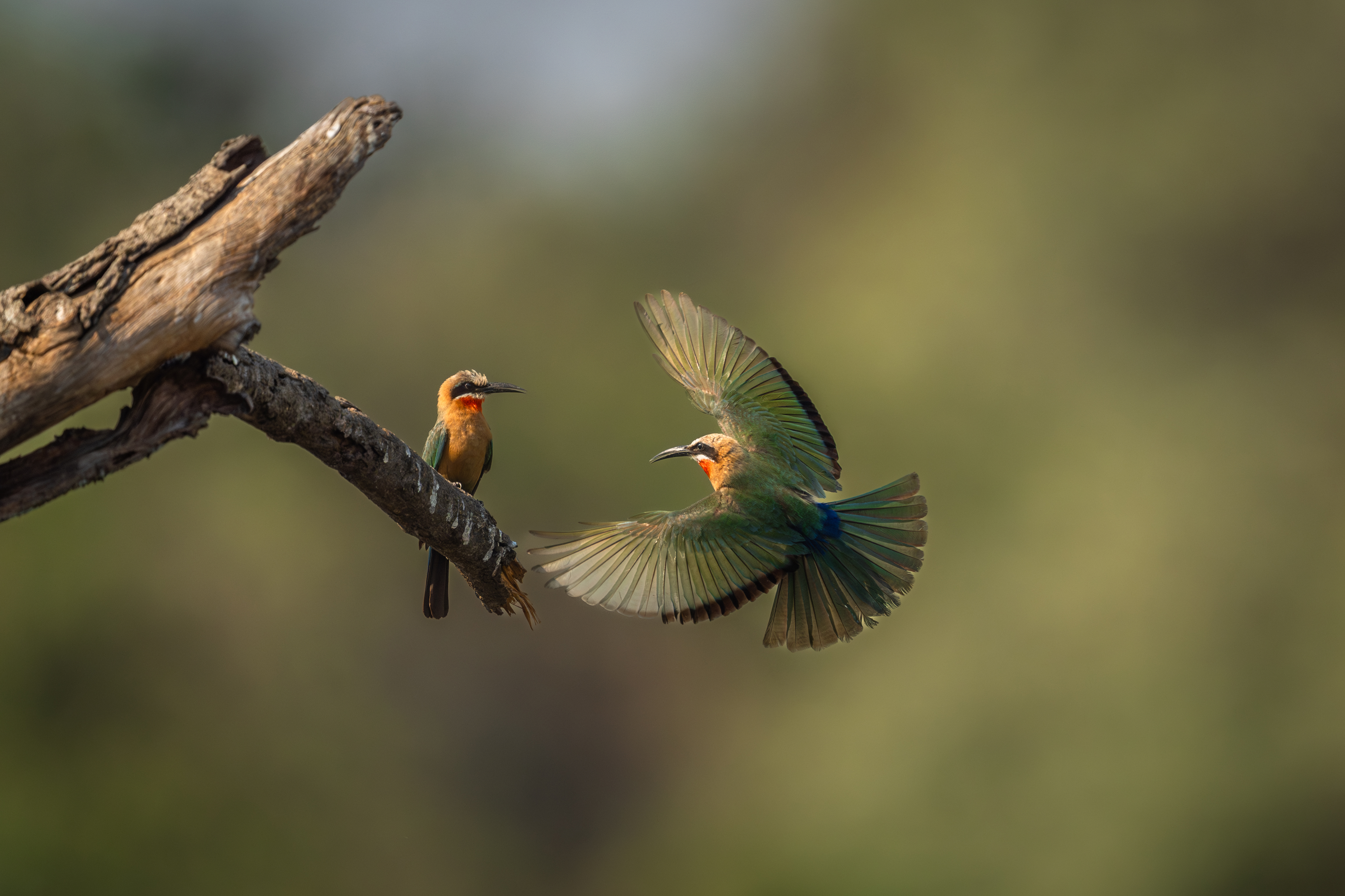 Two colorful birds hover near a branch, one perched and one in flight, against a smooth green background.