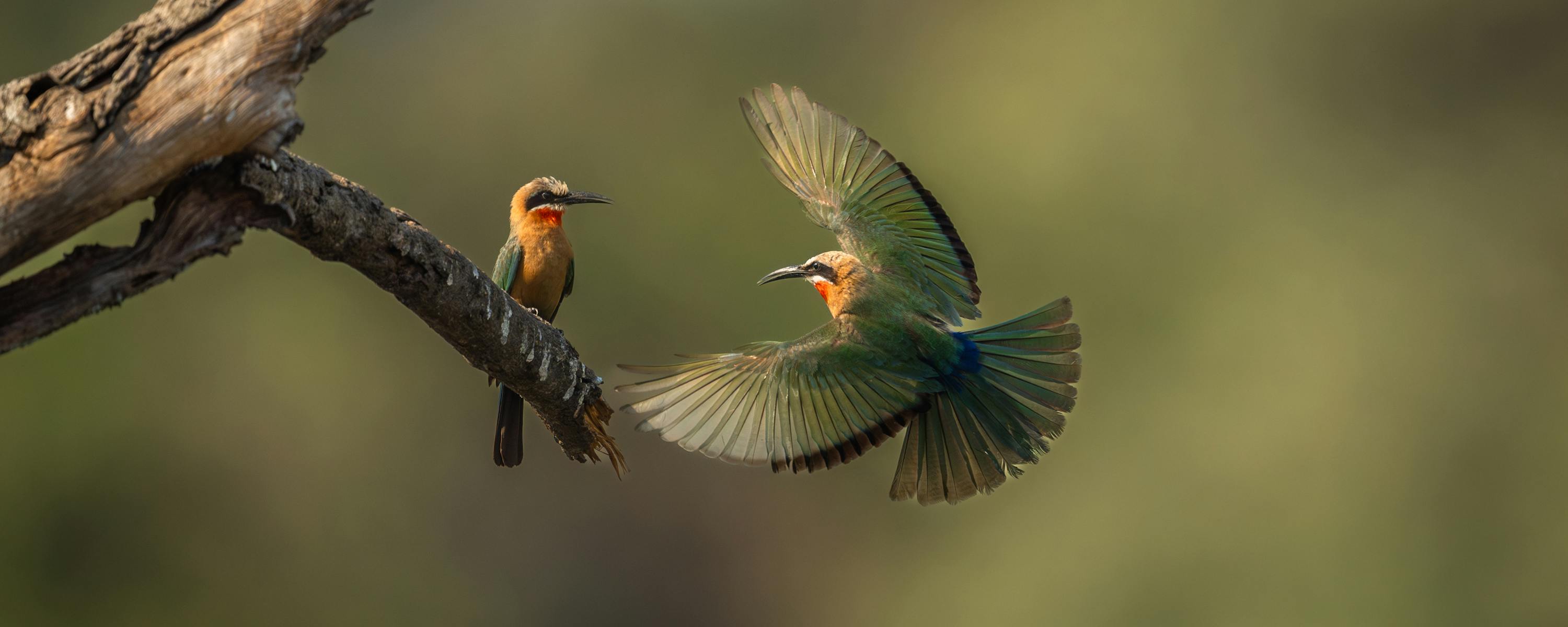 Two colorful birds hover near a branch, one perched and one in flight, against a smooth green background.