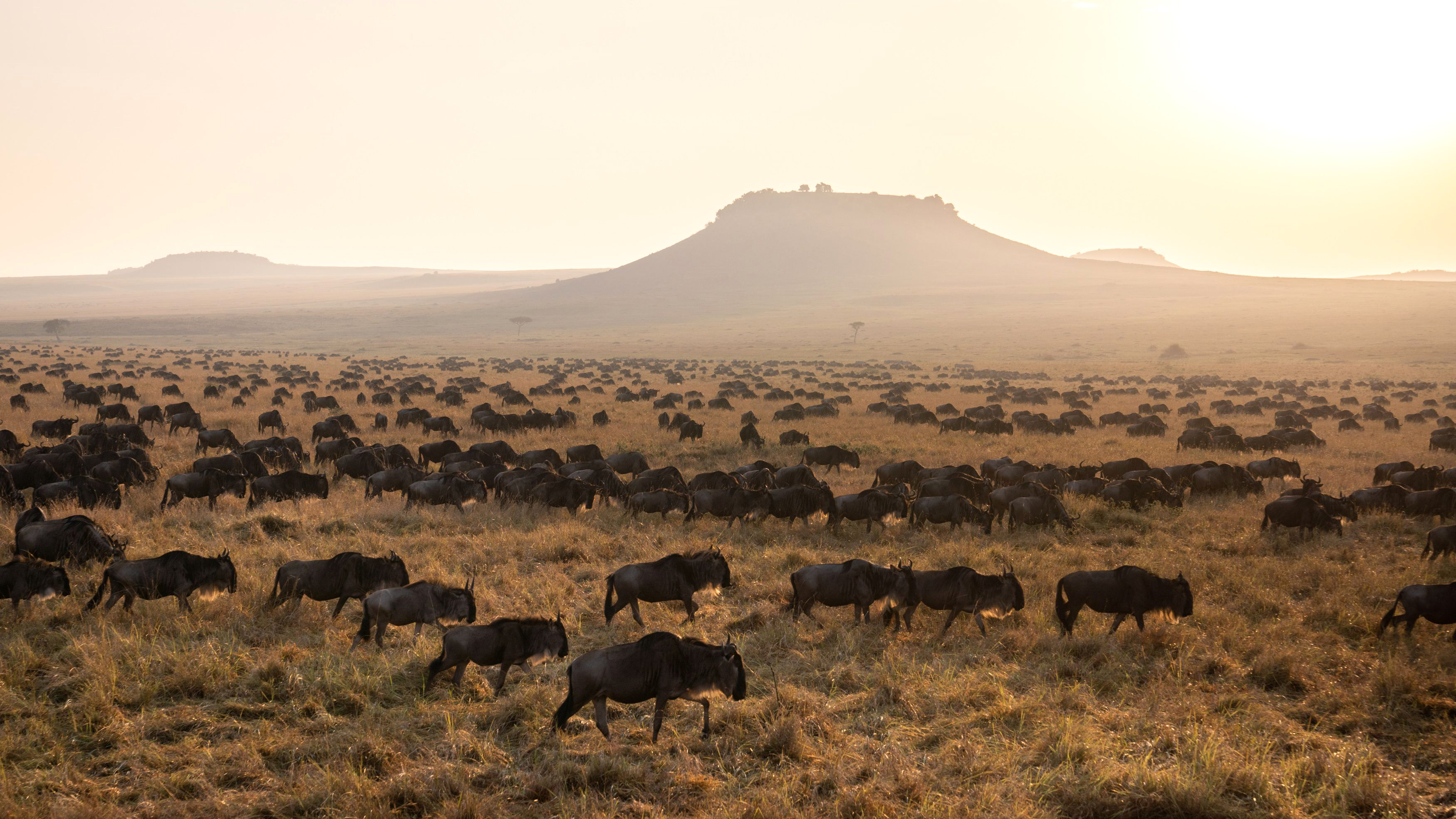 A herd of wildebeest spreads across dry grassland at sunrise, with a flat-topped hill silhouetted in haze.