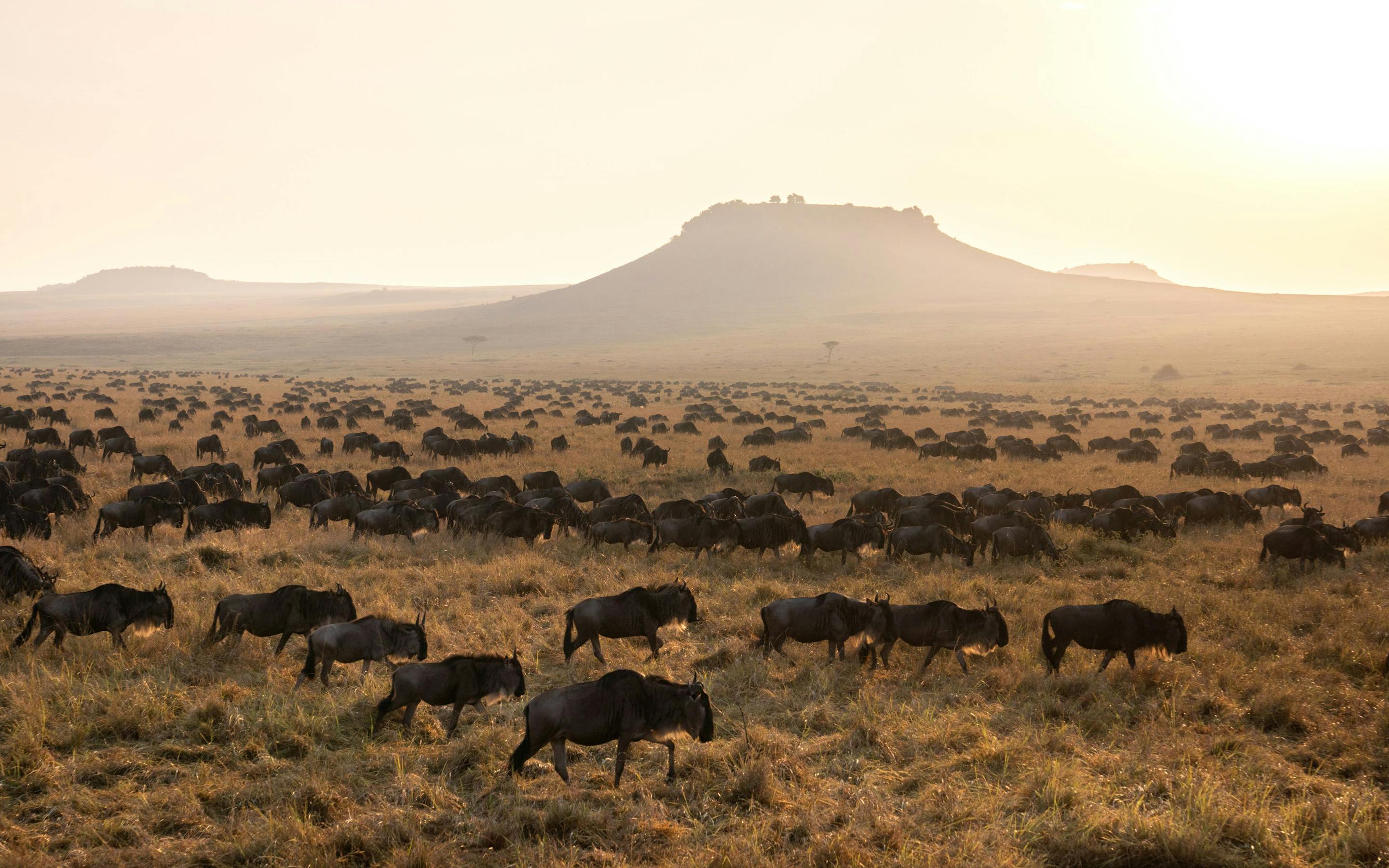 A herd of wildebeest spreads across dry grassland at sunrise, with a flat-topped hill silhouetted in haze.