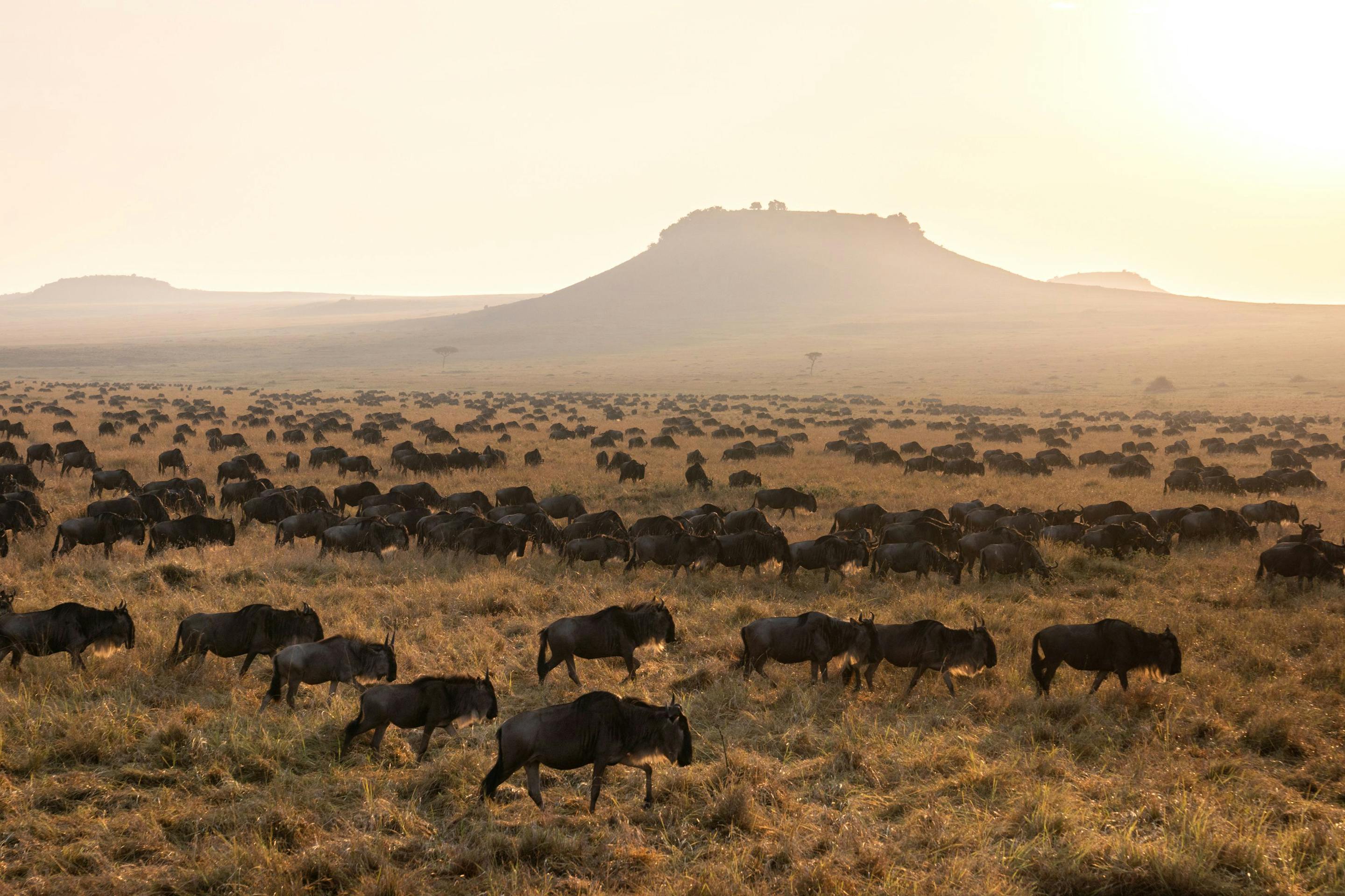 A herd of wildebeest spreads across dry grassland at sunrise, with a flat-topped hill silhouetted in haze.