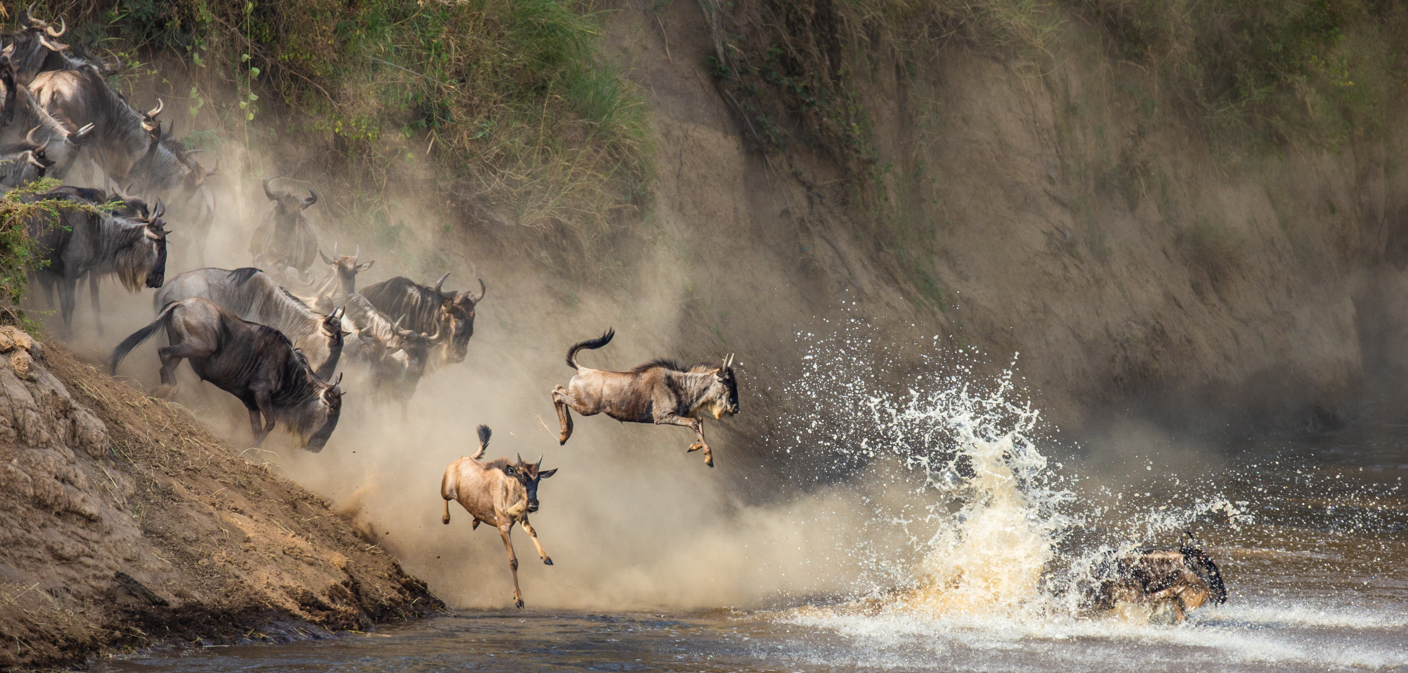 Wildebeest leap down a dusty bank into a river, splashing through white water as the herd follows behind.