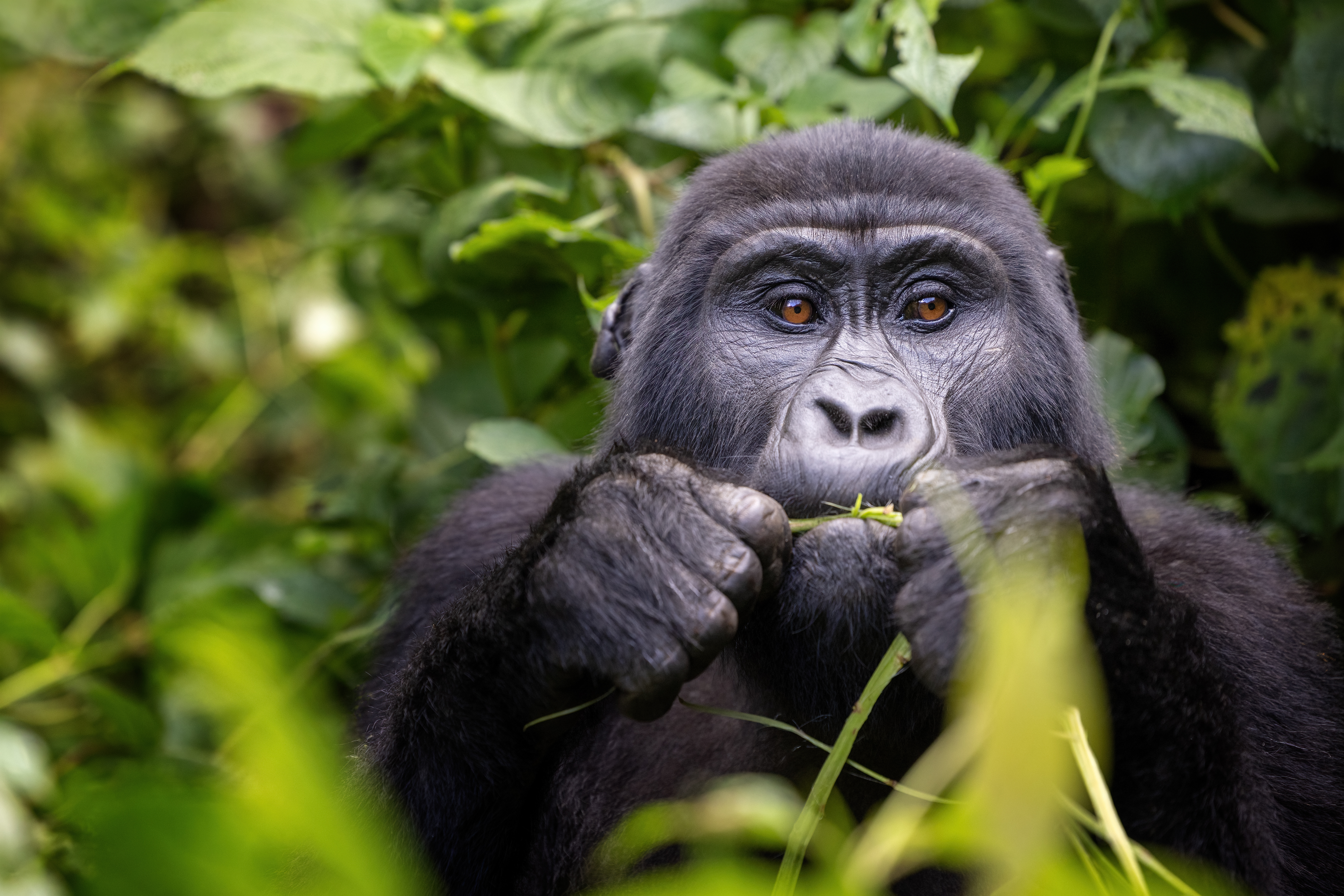 Close-up of a gorilla eating leaves, its hands raised to its mouth as green plants fill the background around it.