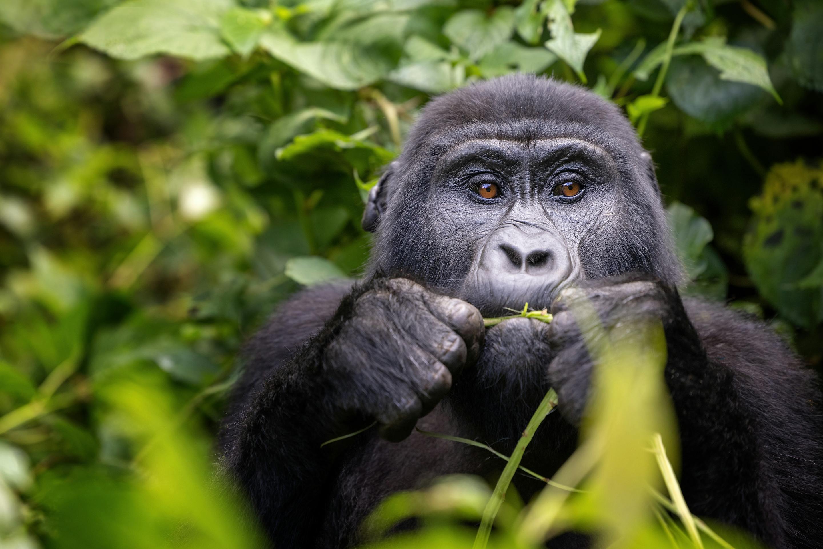 Close-up of a gorilla eating leaves, its hands raised to its mouth as green plants fill the background around it.