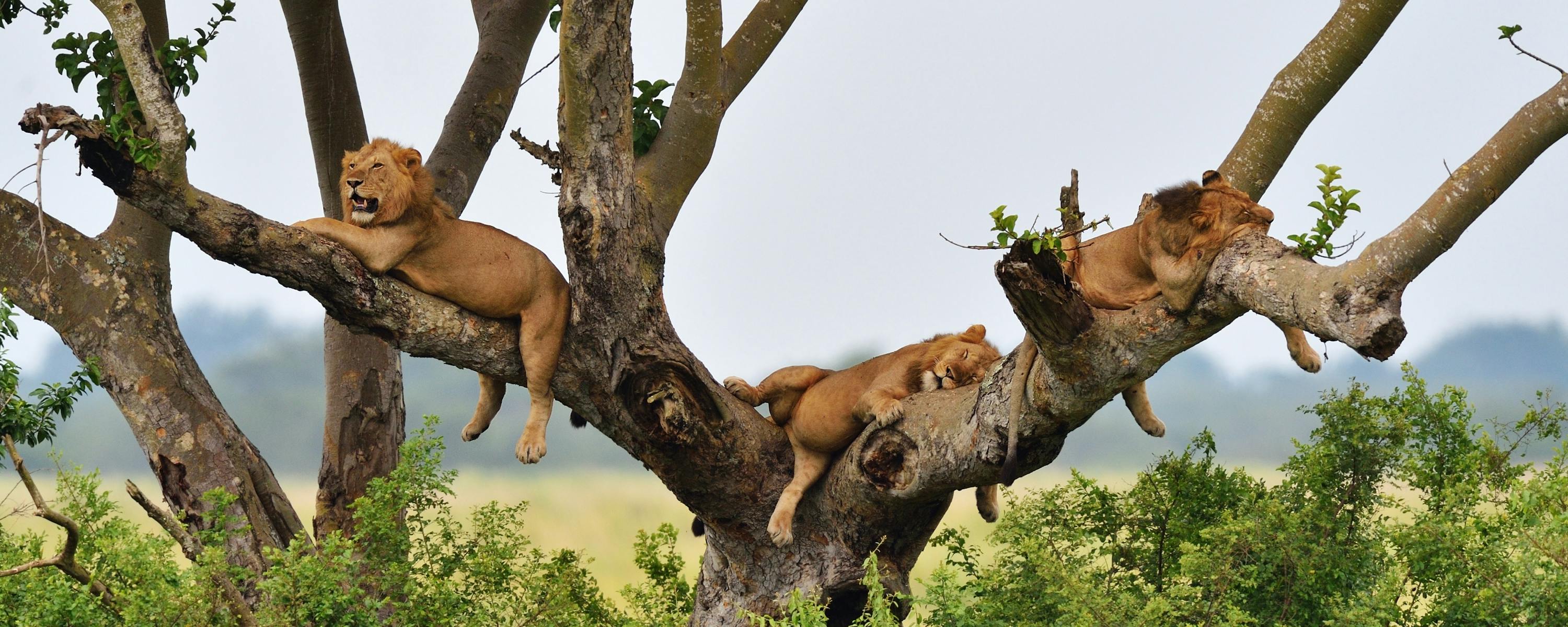 Several lions lounge across the branches of a sprawling tree, their bodies draped over limbs above the grass.