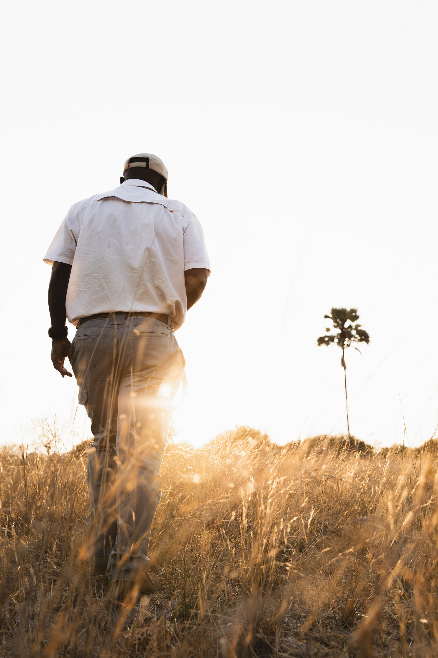 A person walks through tall golden grass with the low sun behind them, casting long shadows across the field.