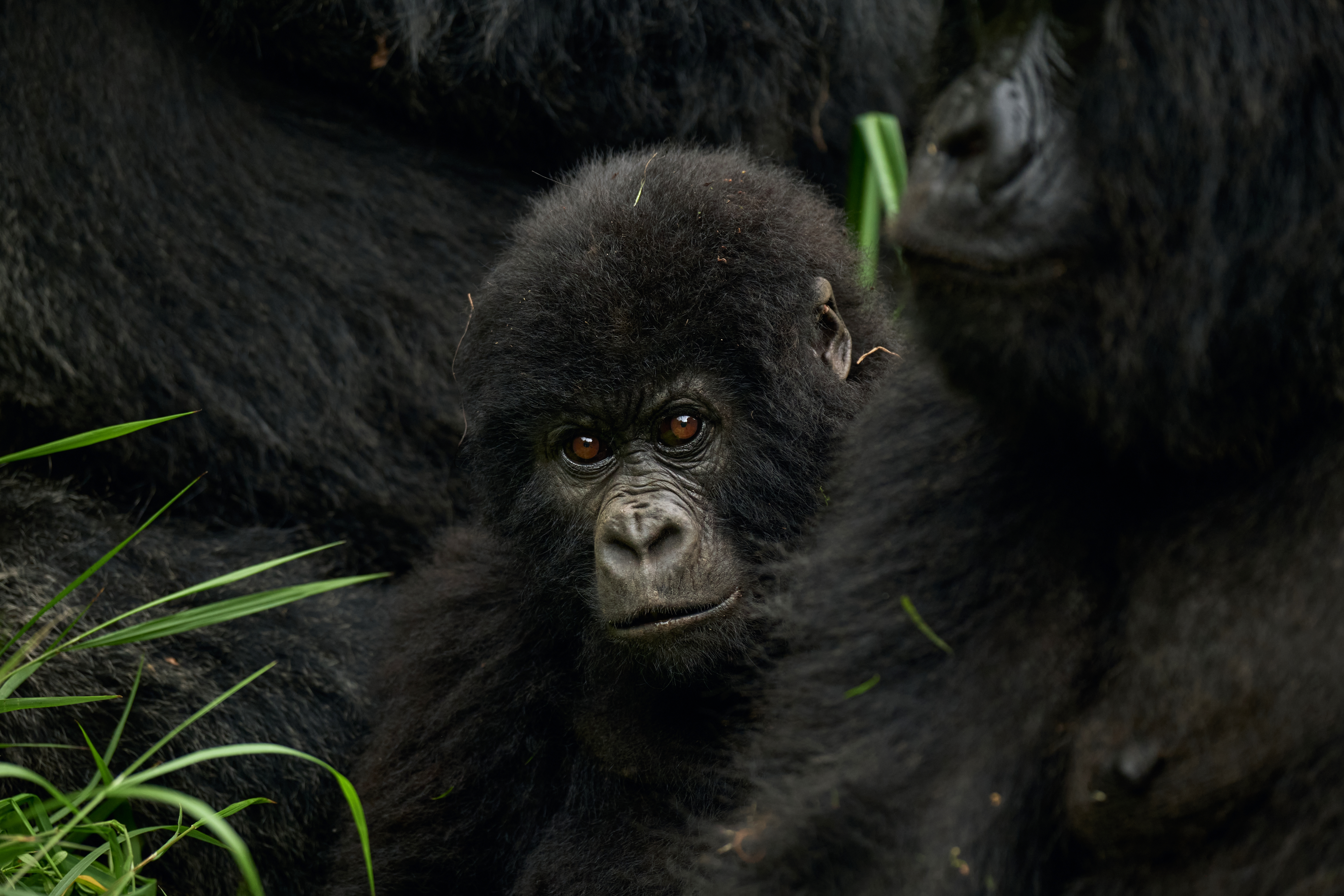 A young gorilla looks toward the camera while nestled between darker-furred gorillas, framed by green grass.