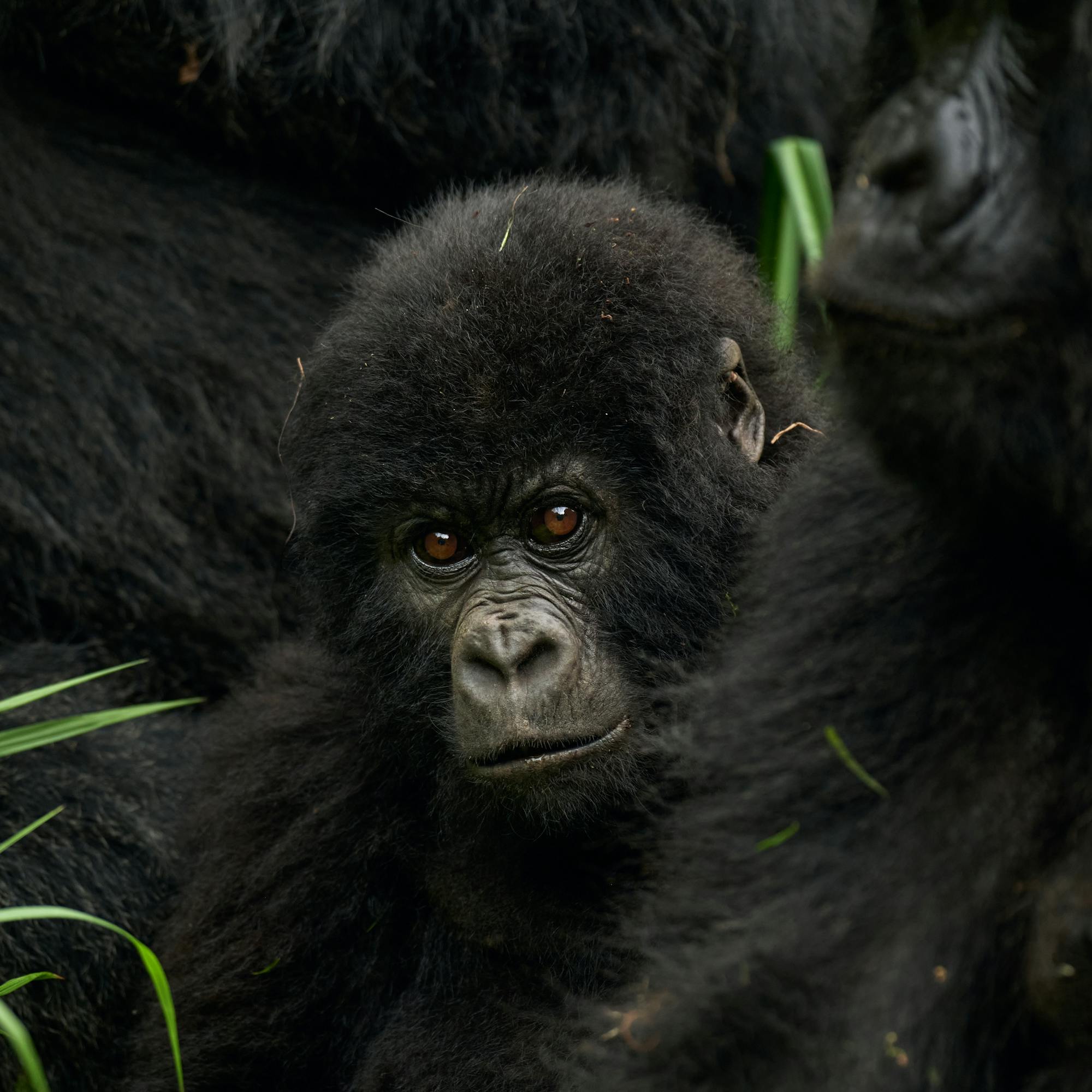 A young gorilla looks toward the camera while nestled between darker-furred gorillas, framed by green grass.