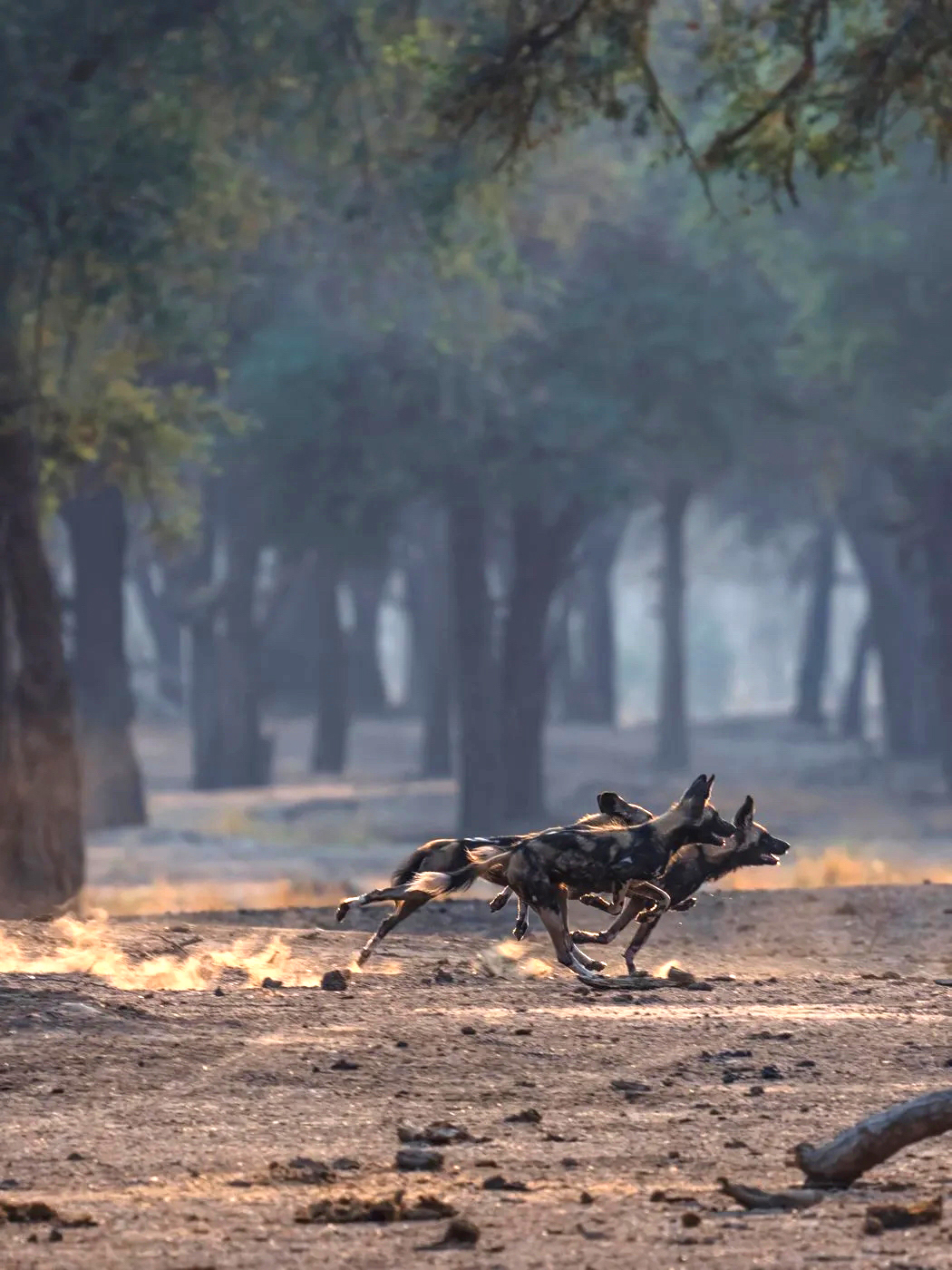 Two African wild dogs sprint across dusty ground between trees, legs stretched out as dust rises behind them.