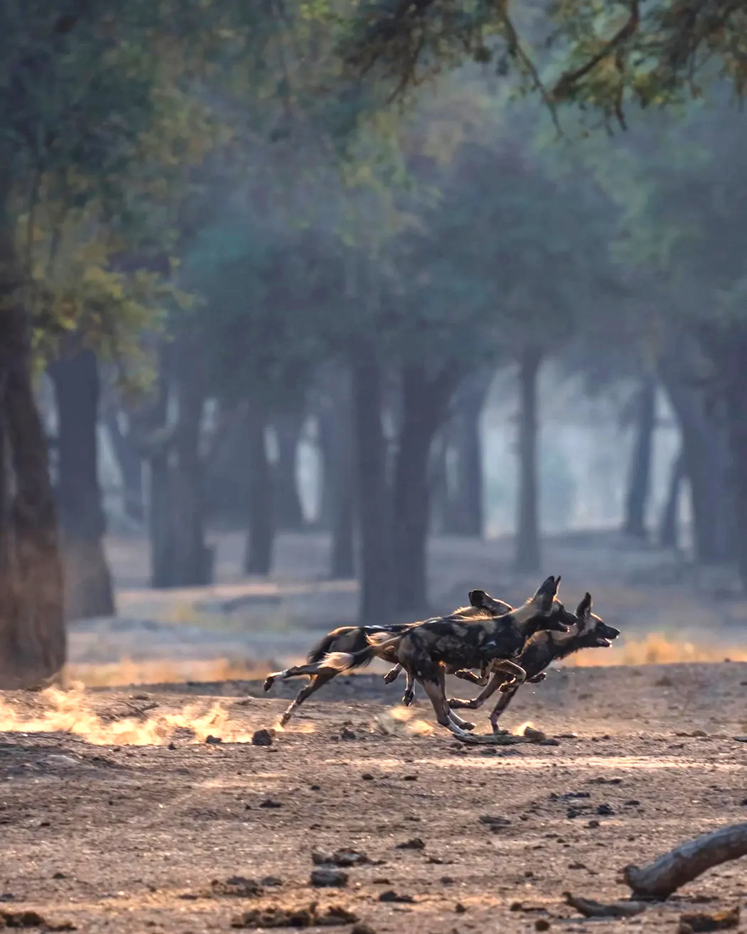 Two African wild dogs sprint across dusty ground between trees, legs stretched out as dust rises behind them.