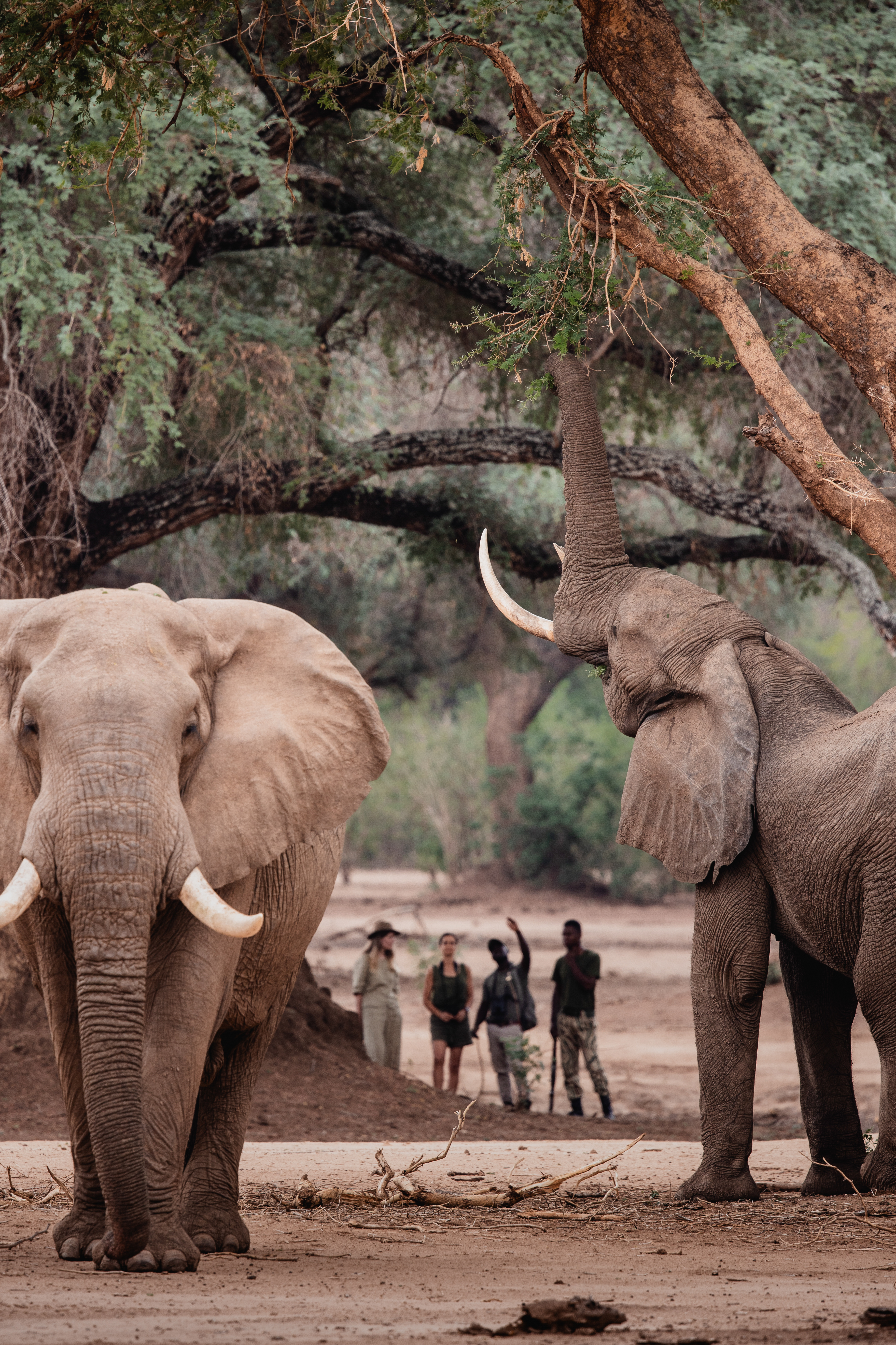 Two elephants stand beneath tall trees as a small group of people watches from the sandy clearing behind.