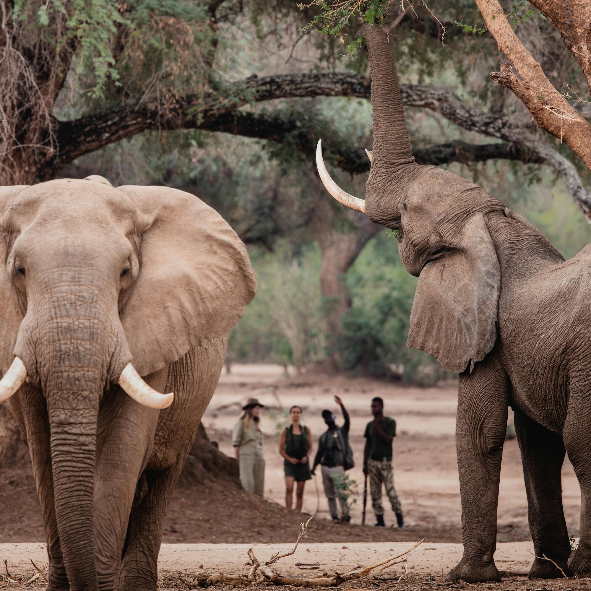 Two elephants stand beneath tall trees as a small group of people watches from the sandy clearing behind.