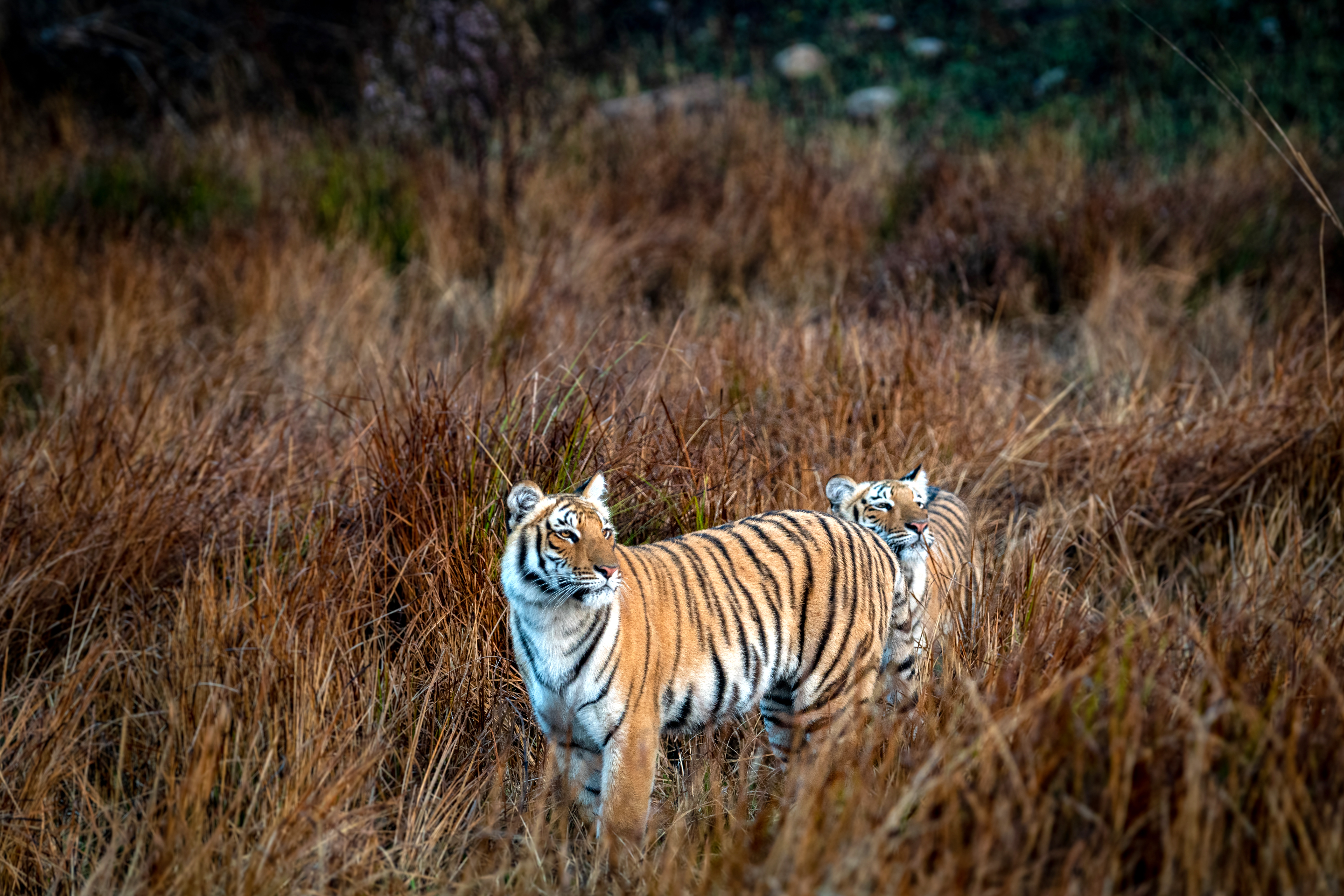 Tiger stands in tall dry grass looking toward the camera.