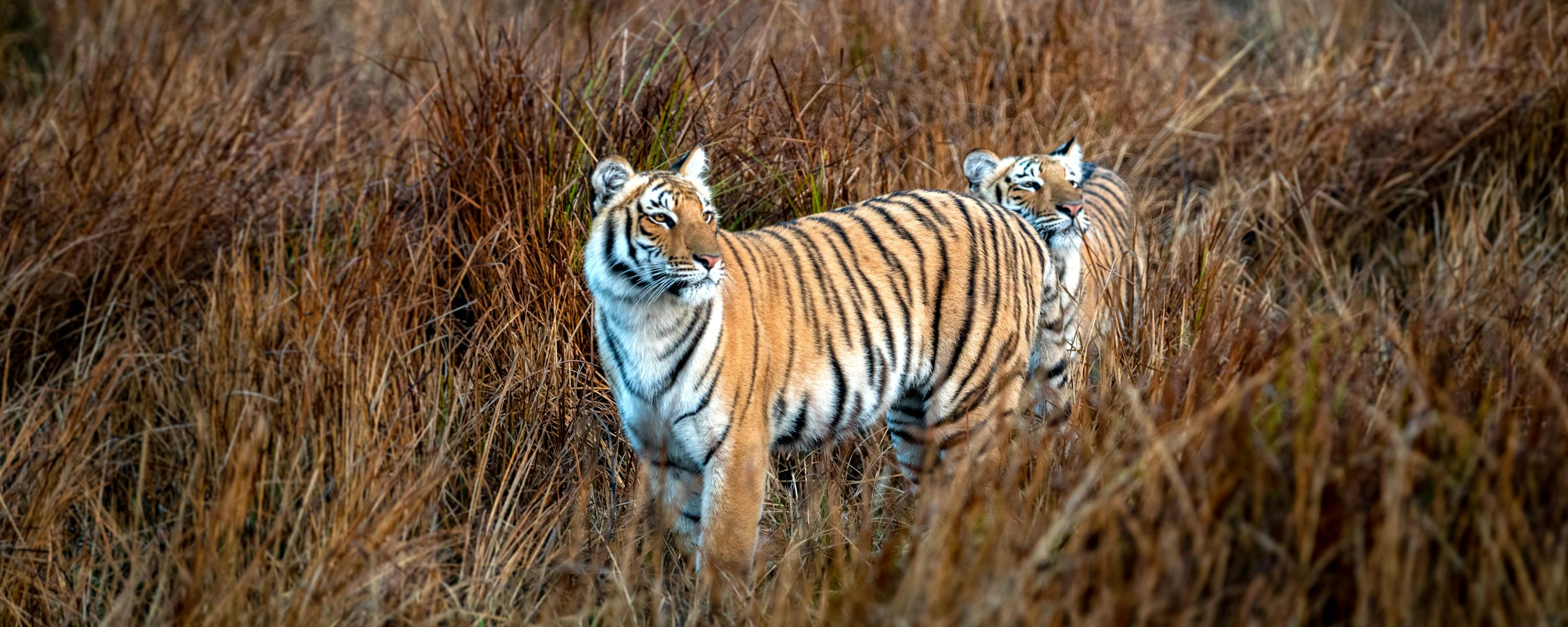 Tiger stands in tall dry grass looking toward the camera.