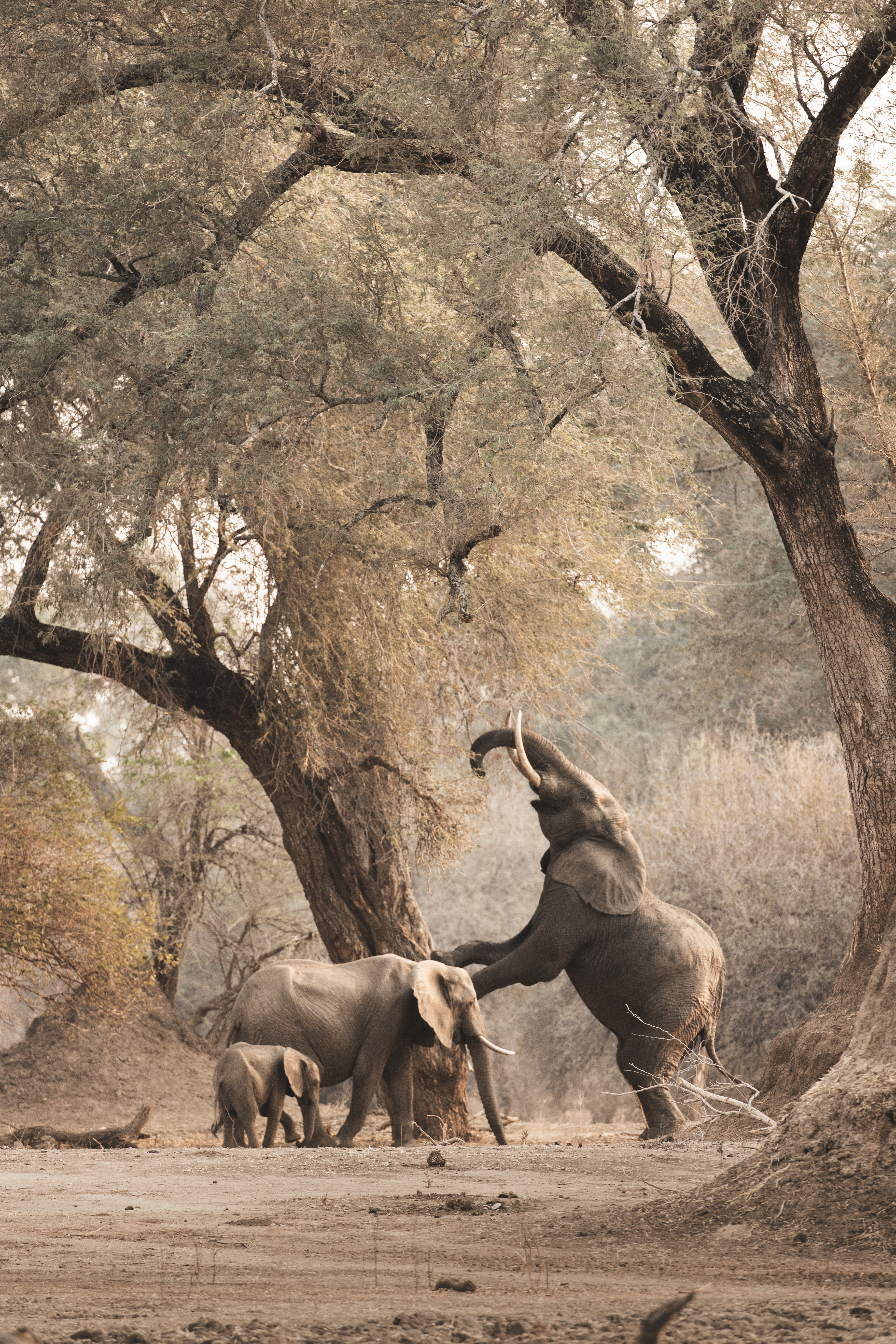 Two elephants stand beneath sprawling trees, one lifting its trunk high as dust hangs over the sandy ground.