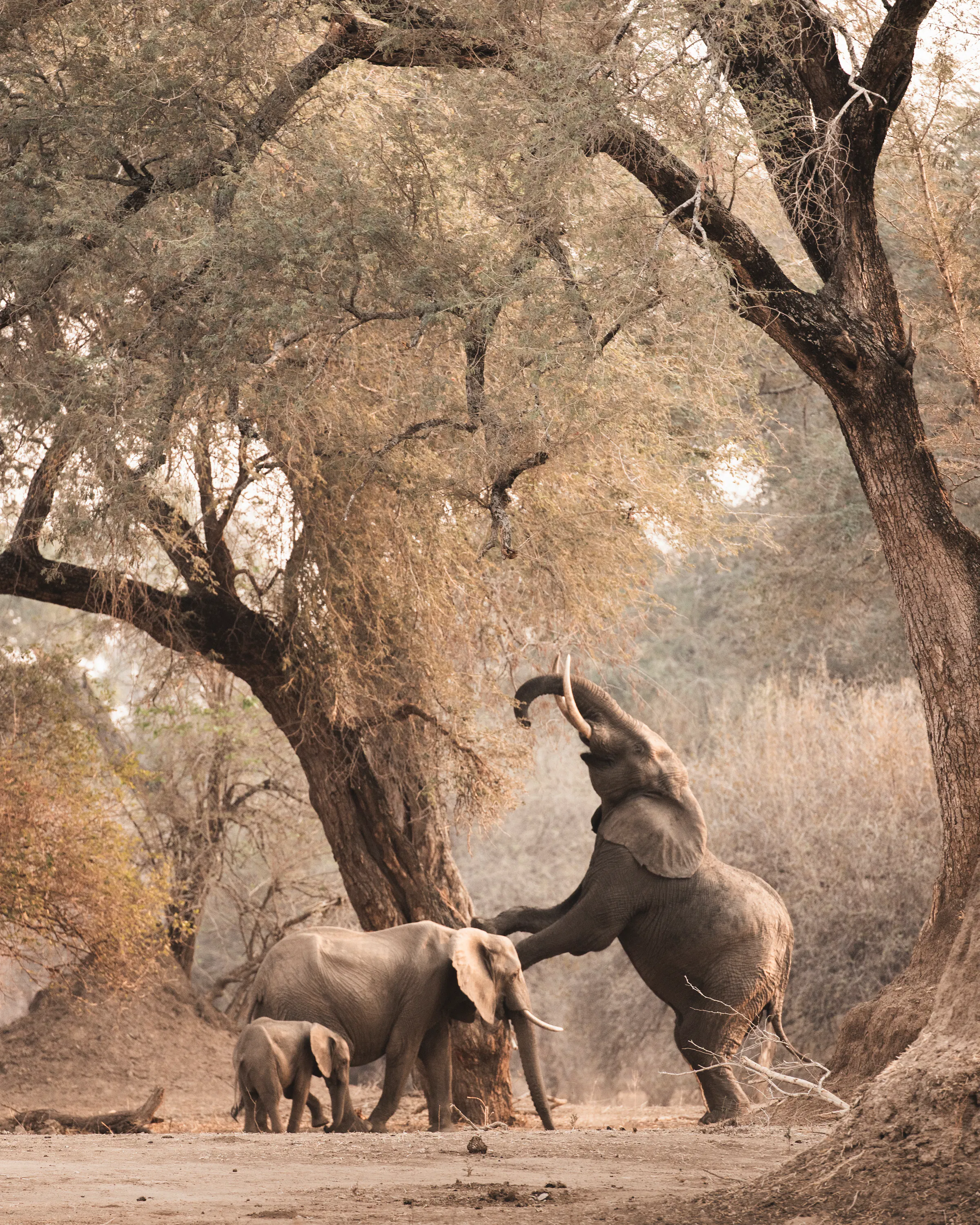 Two elephants stand beneath sprawling trees, one lifting its trunk high as dust hangs over the sandy ground.