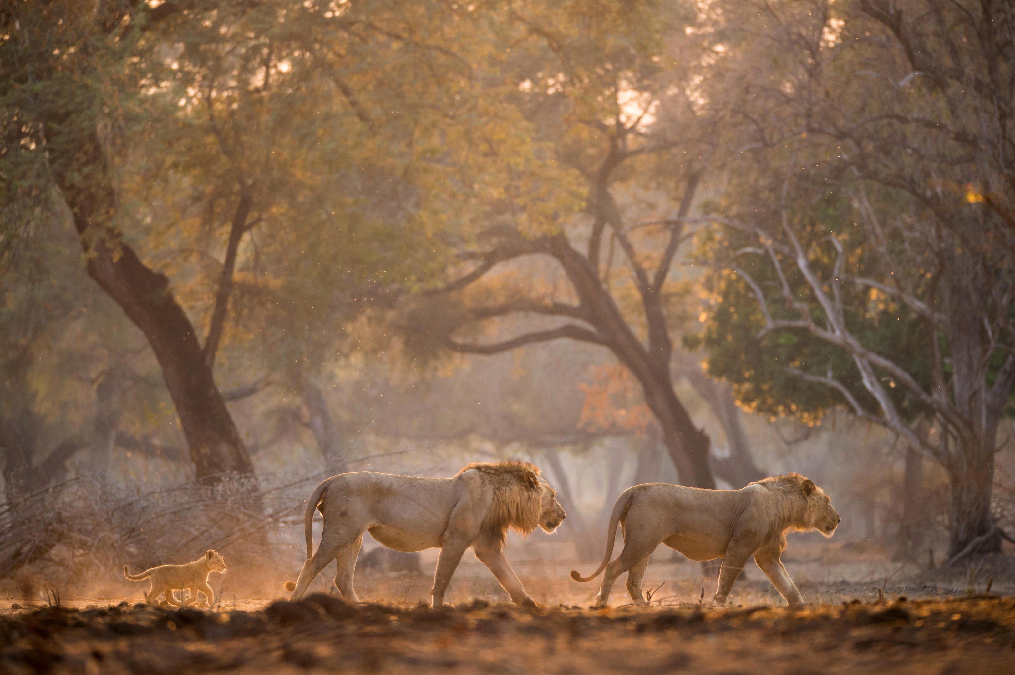 Three lions walk single file through dusty woodland as dust swirls in warm light filtering between the trees.