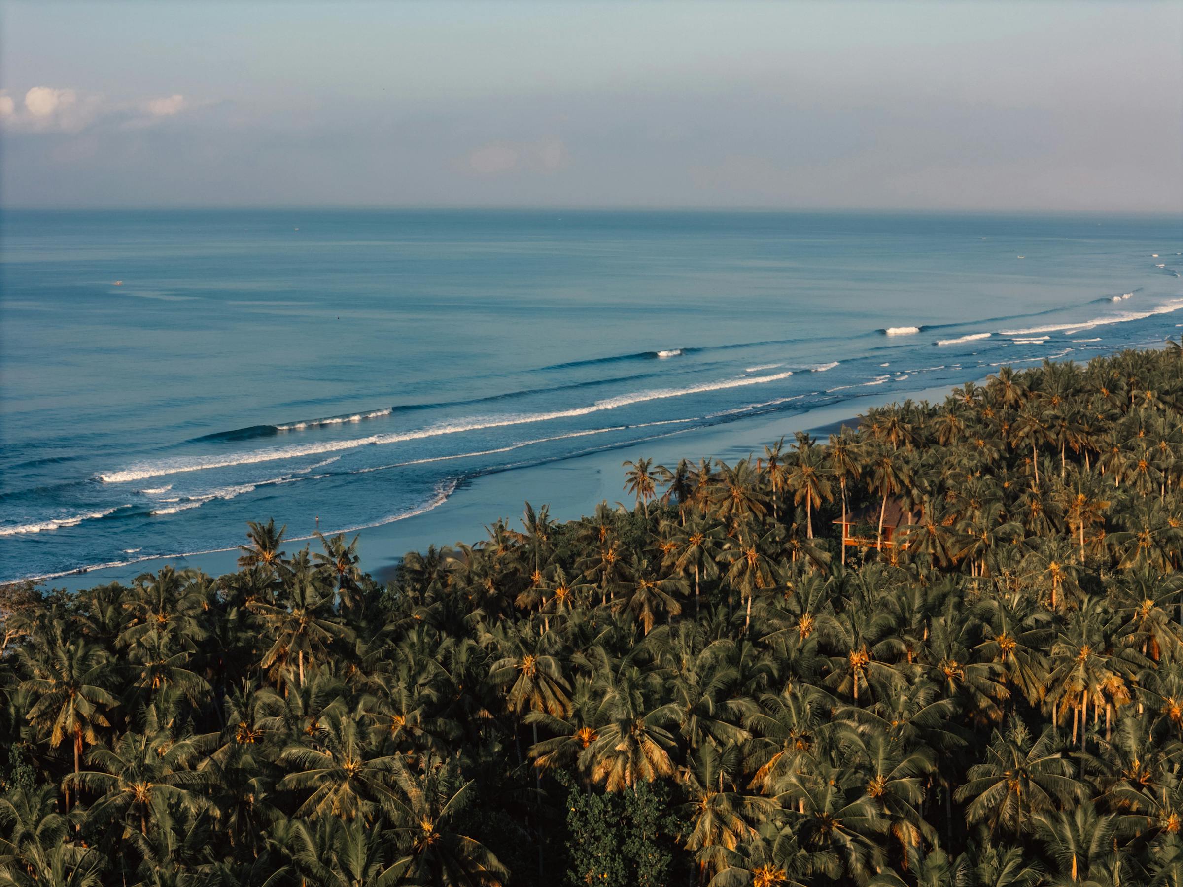 Aerial view of waves rolling toward a palm-lined coastline.