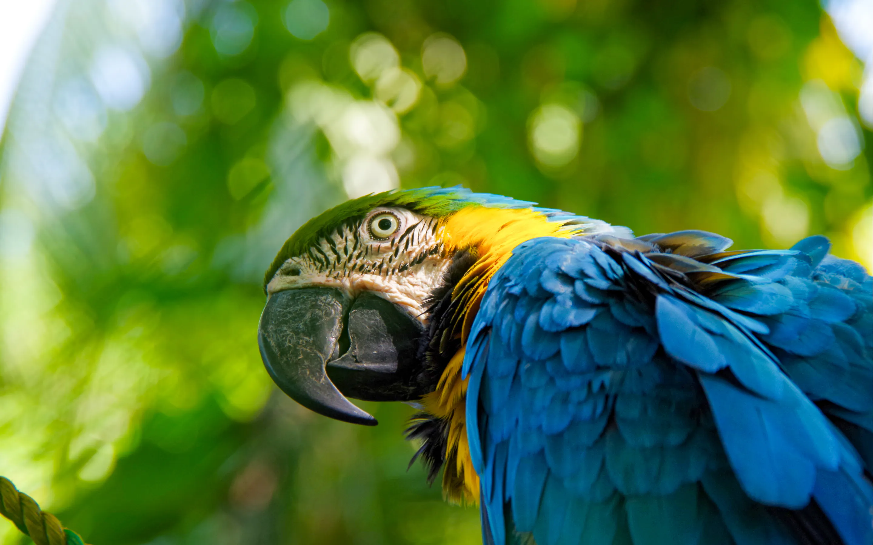 Close-up of a blue-and-yellow macaw perched with green foliage in the background.