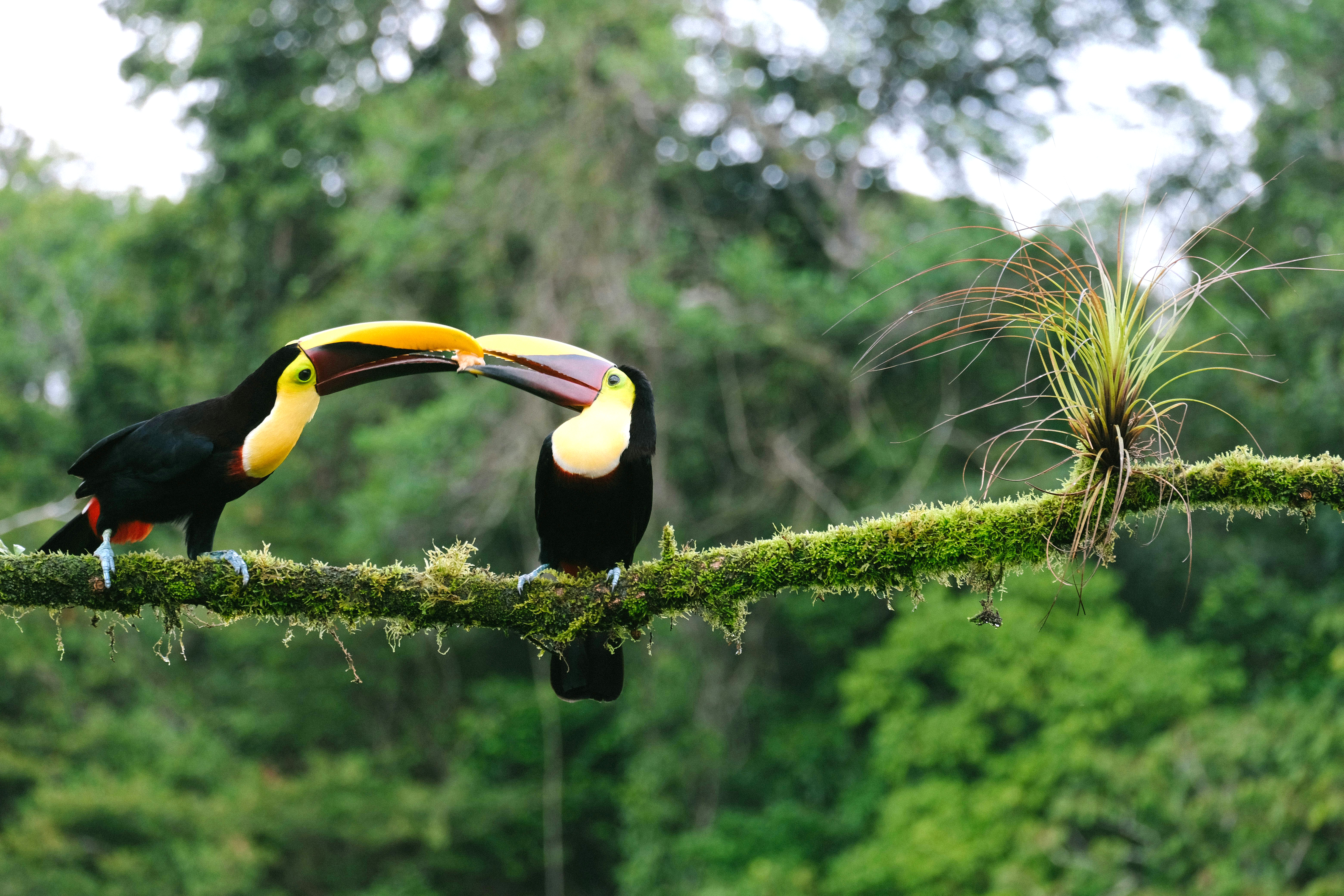 Two toucans perch on a mossy branch facing each other.