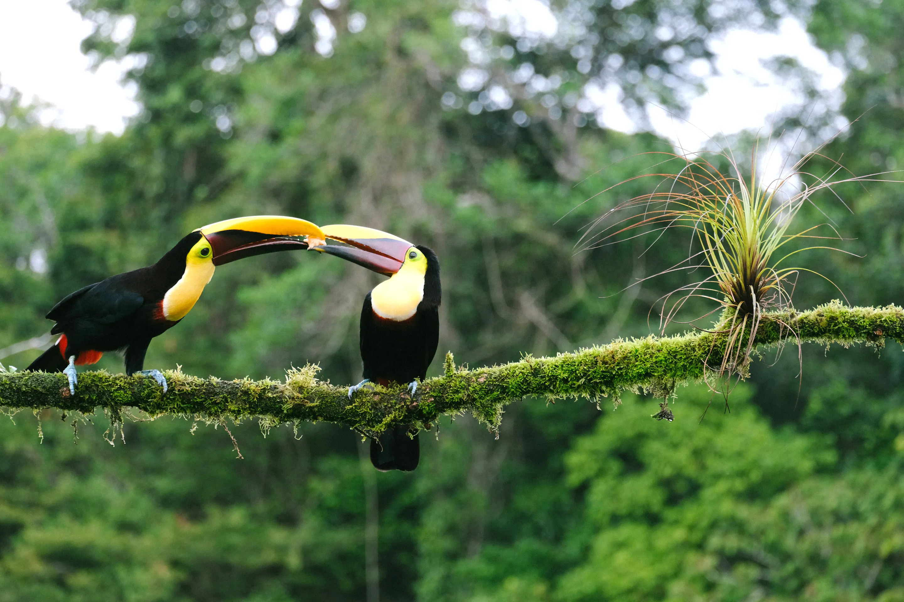 Two toucans perch on a mossy branch facing each other.