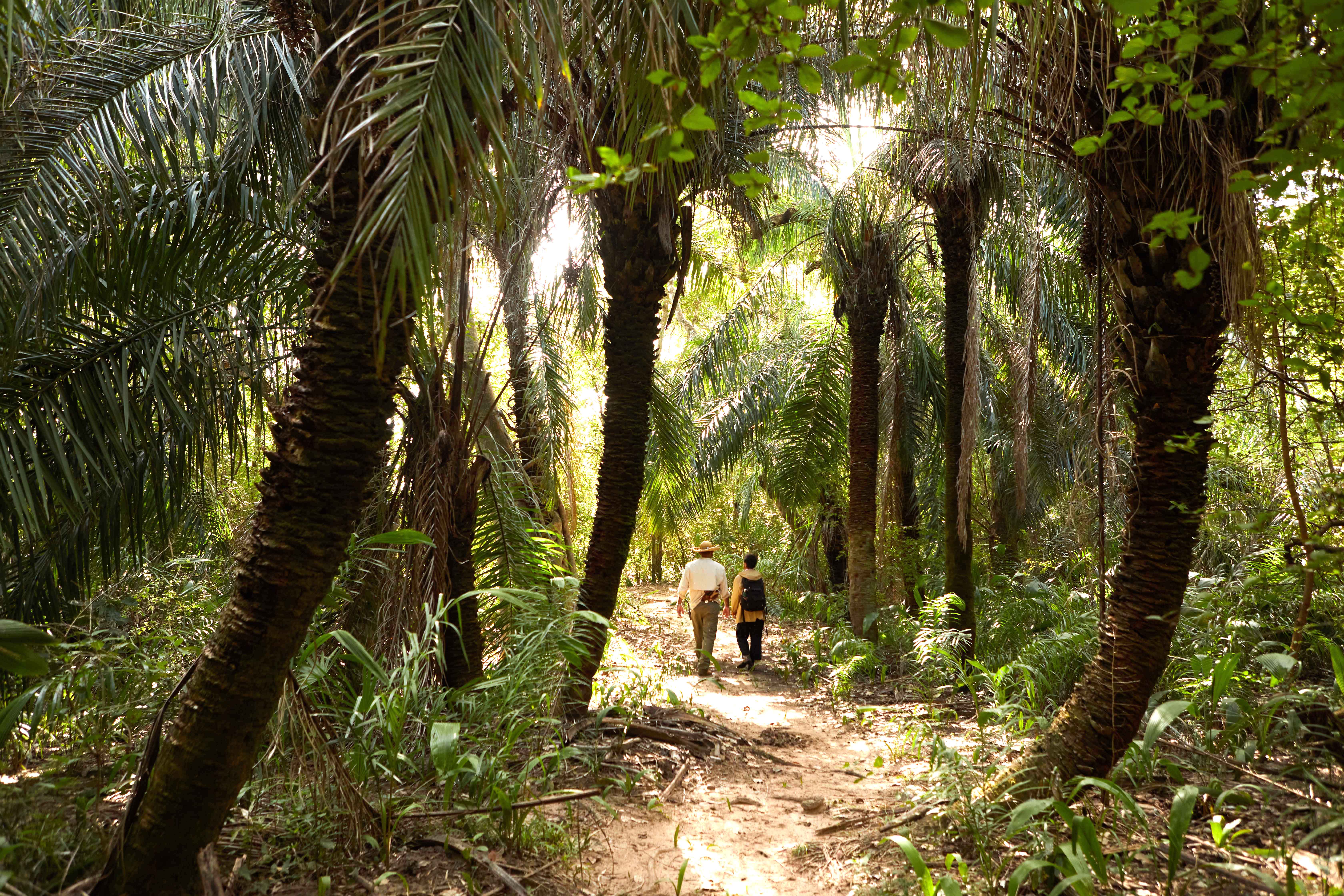 Two people walk along a forest path lined with tall palms and dense greenery.