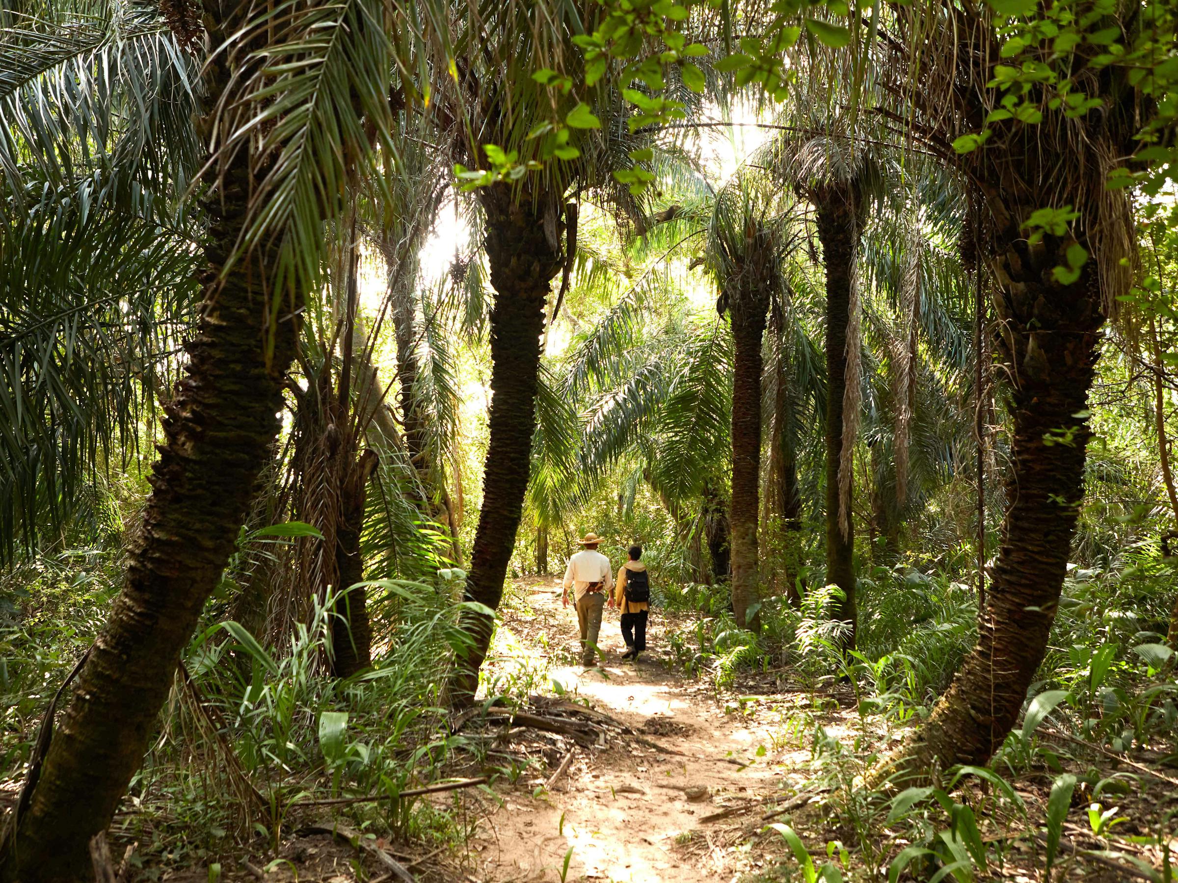 Two people walk along a forest path lined with tall palms and dense greenery.