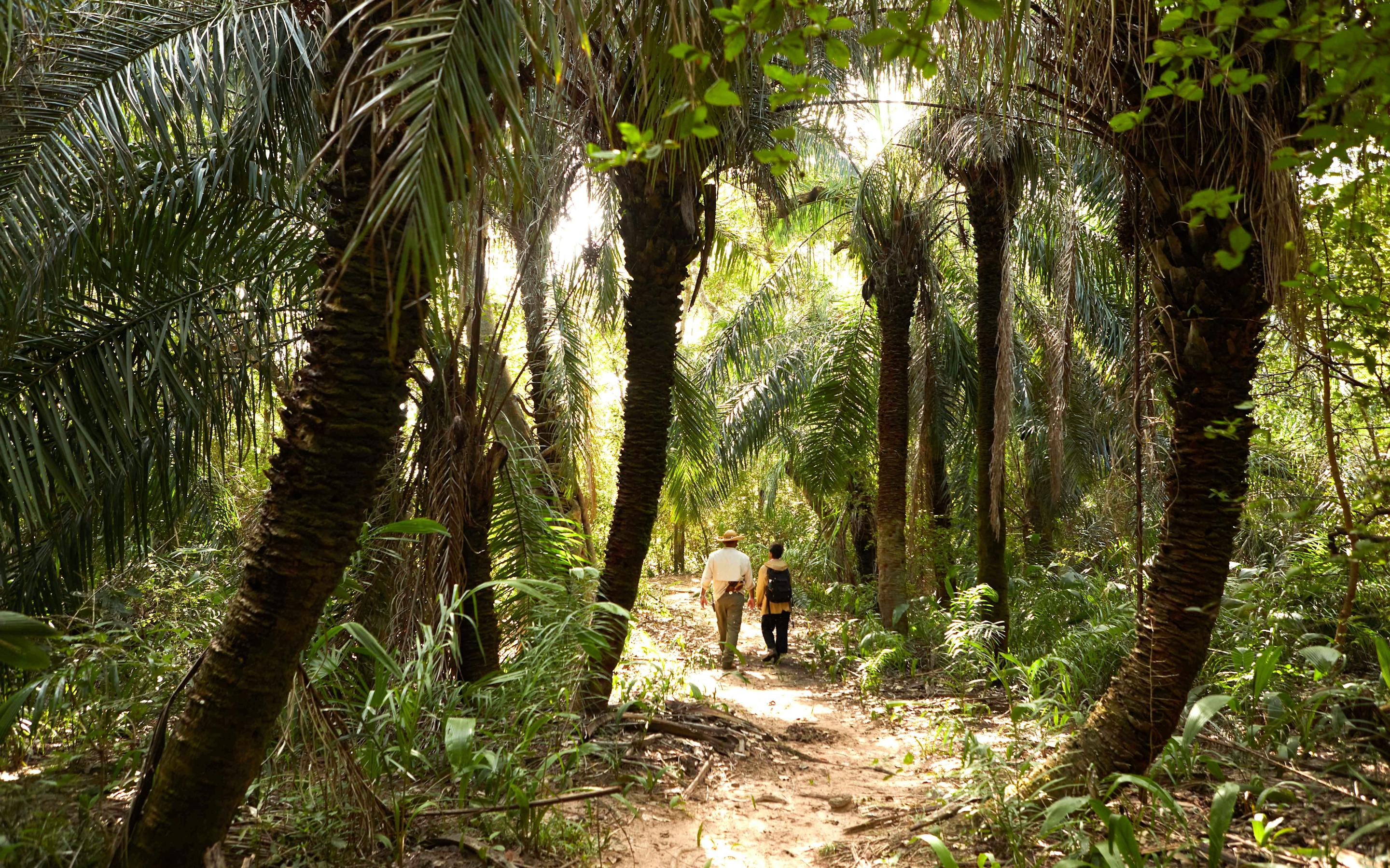 Two people walk along a forest path lined with tall palms and dense greenery.