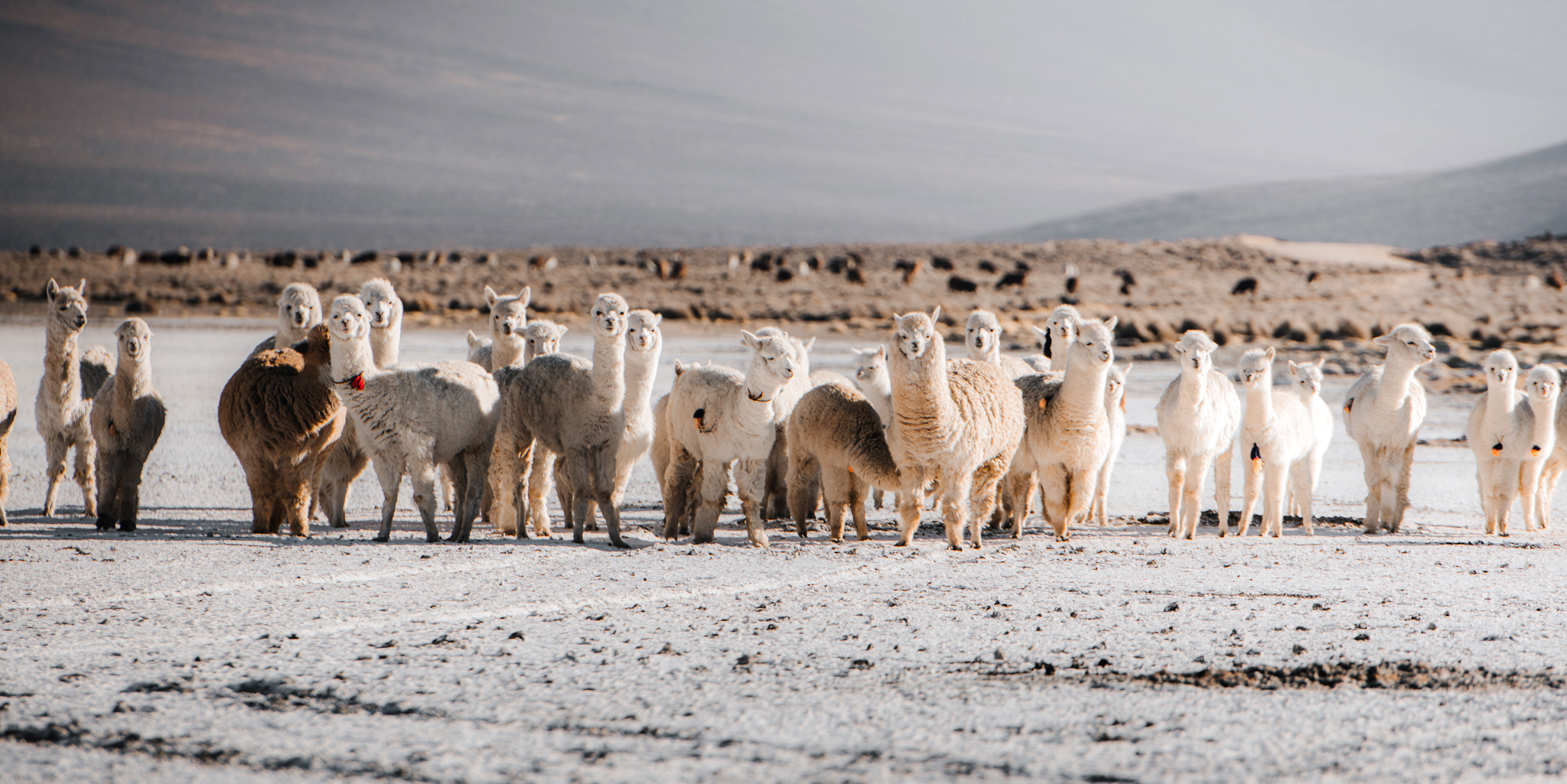 Herd of alpacas stands on a pale, flat landscape beneath a cloudy sky.