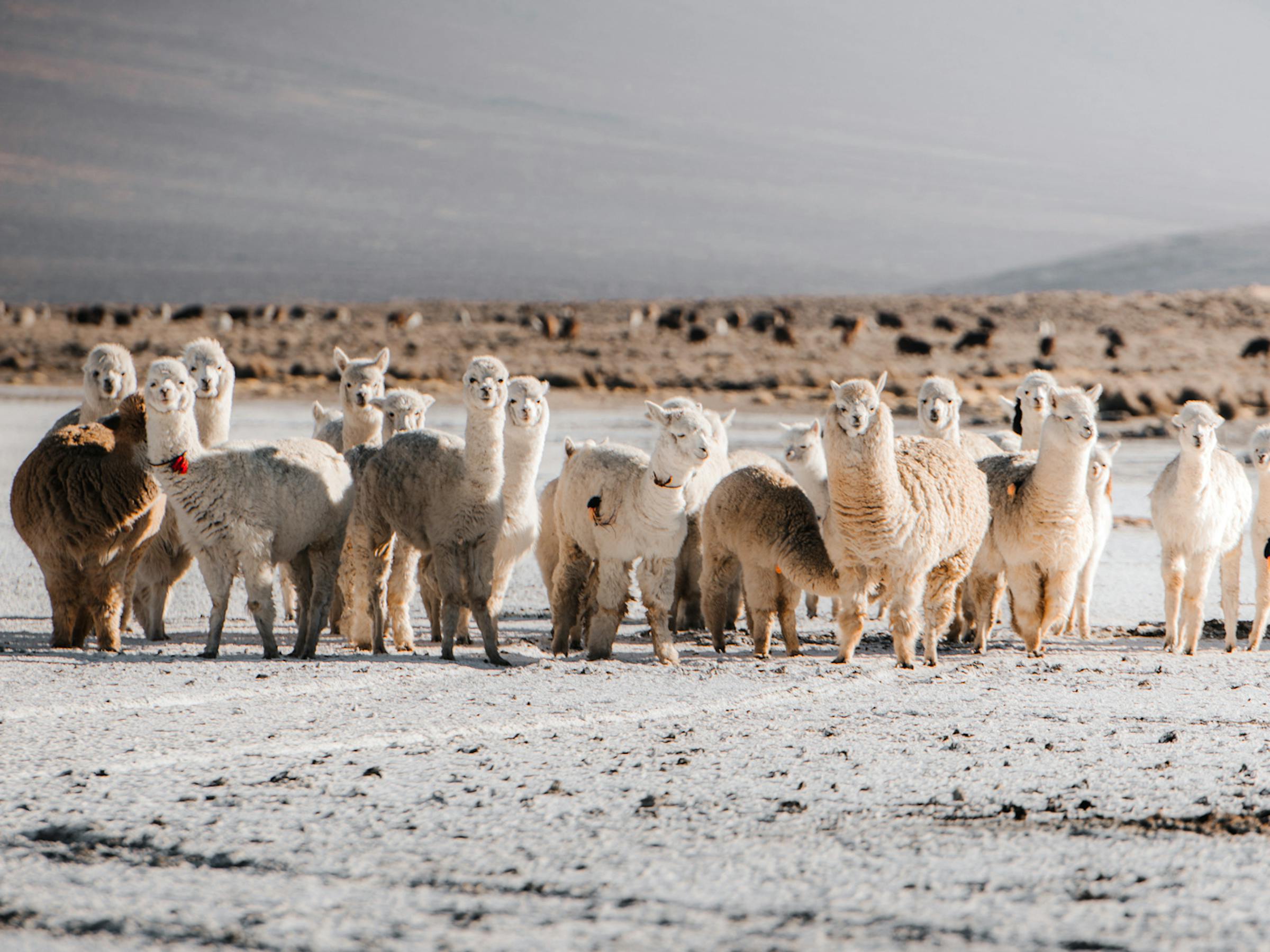 Herd of alpacas stands on a pale, flat landscape beneath a cloudy sky.