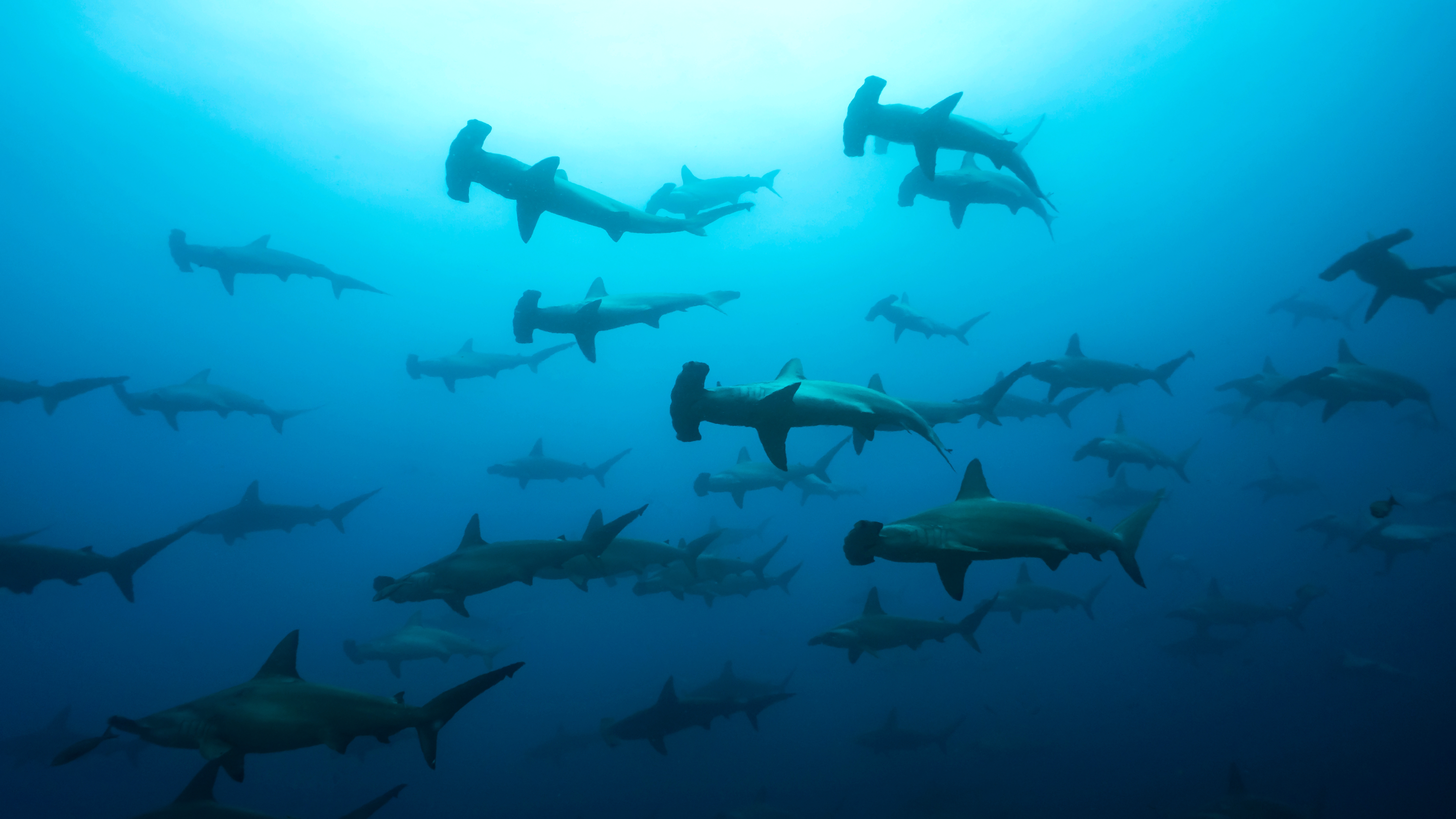 School of hammerhead sharks swims through blue water underwater.