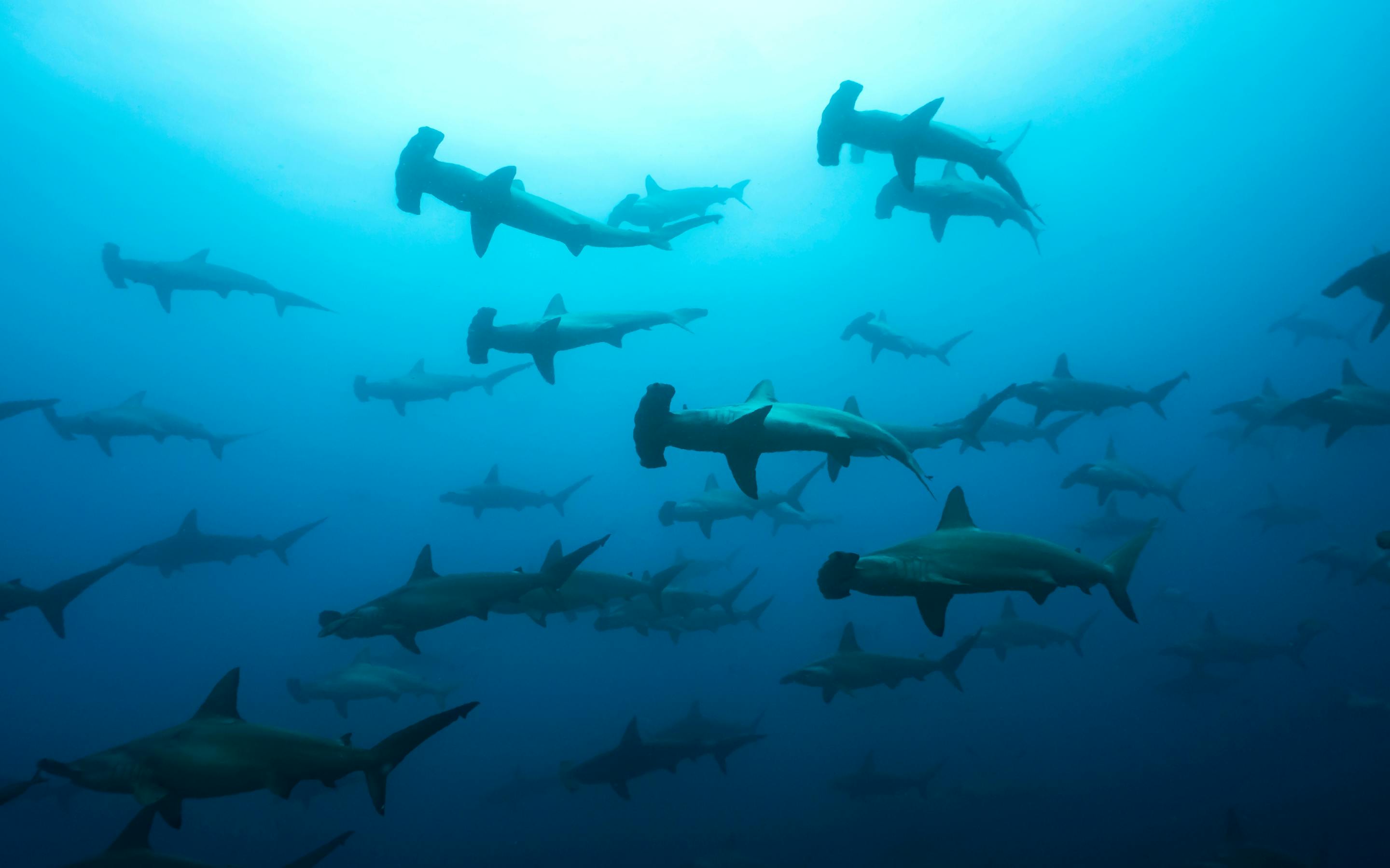 School of hammerhead sharks swims through blue water underwater.