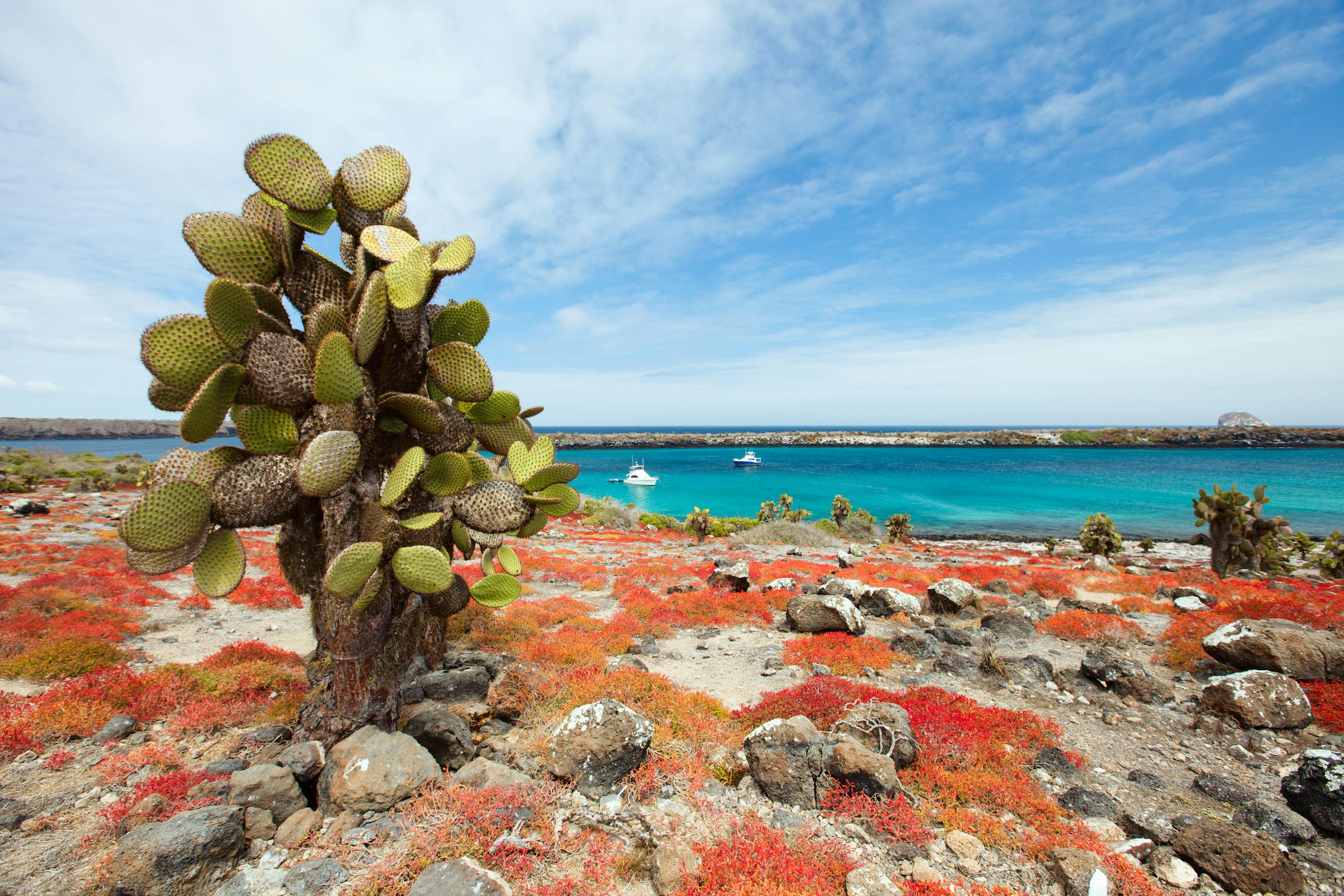 Cactus grows among red volcanic rocks beside bright blue ocean water under a clear sky.