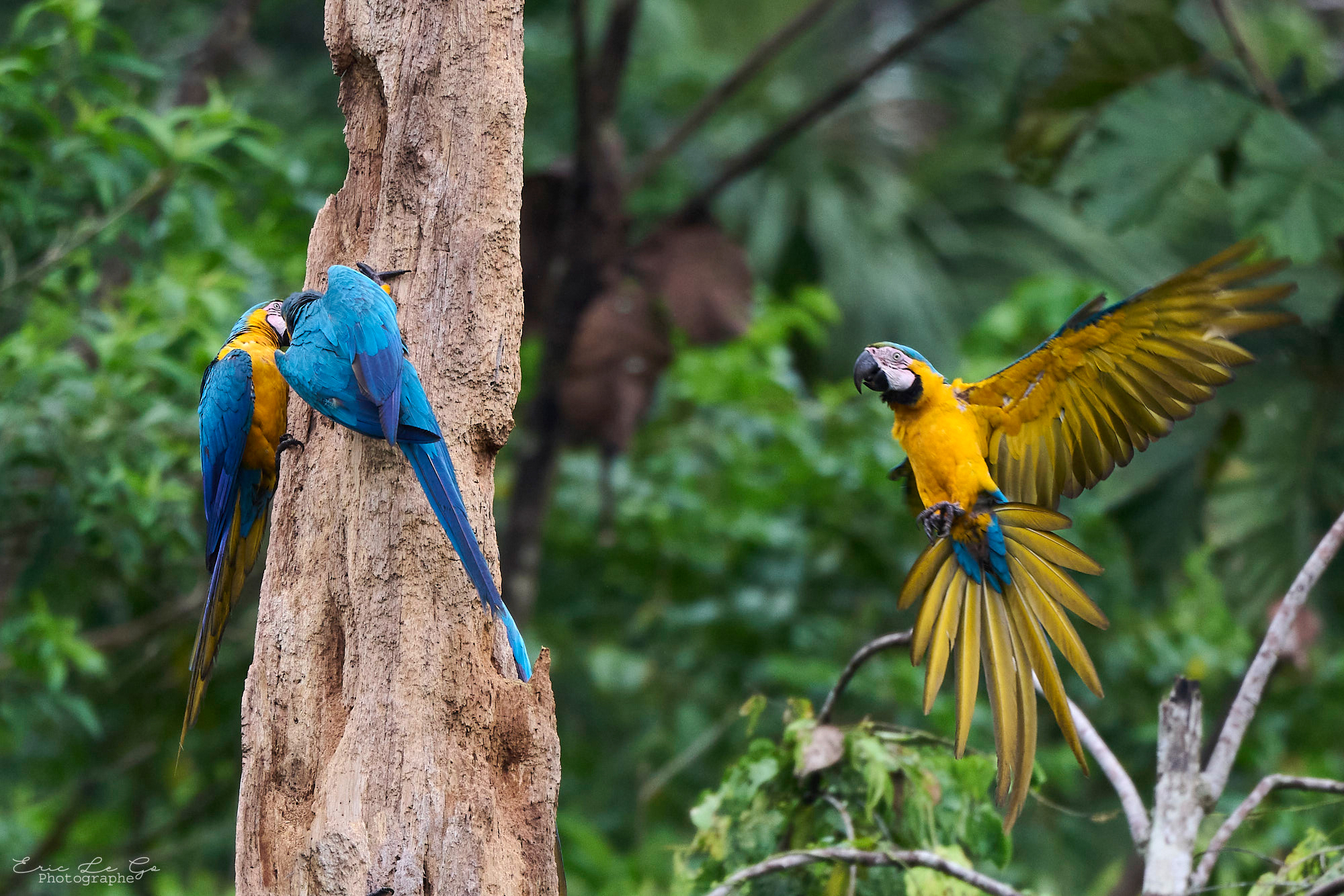 Two colorful macaws perch and fly beside a tree trunk against a green forest backdrop.