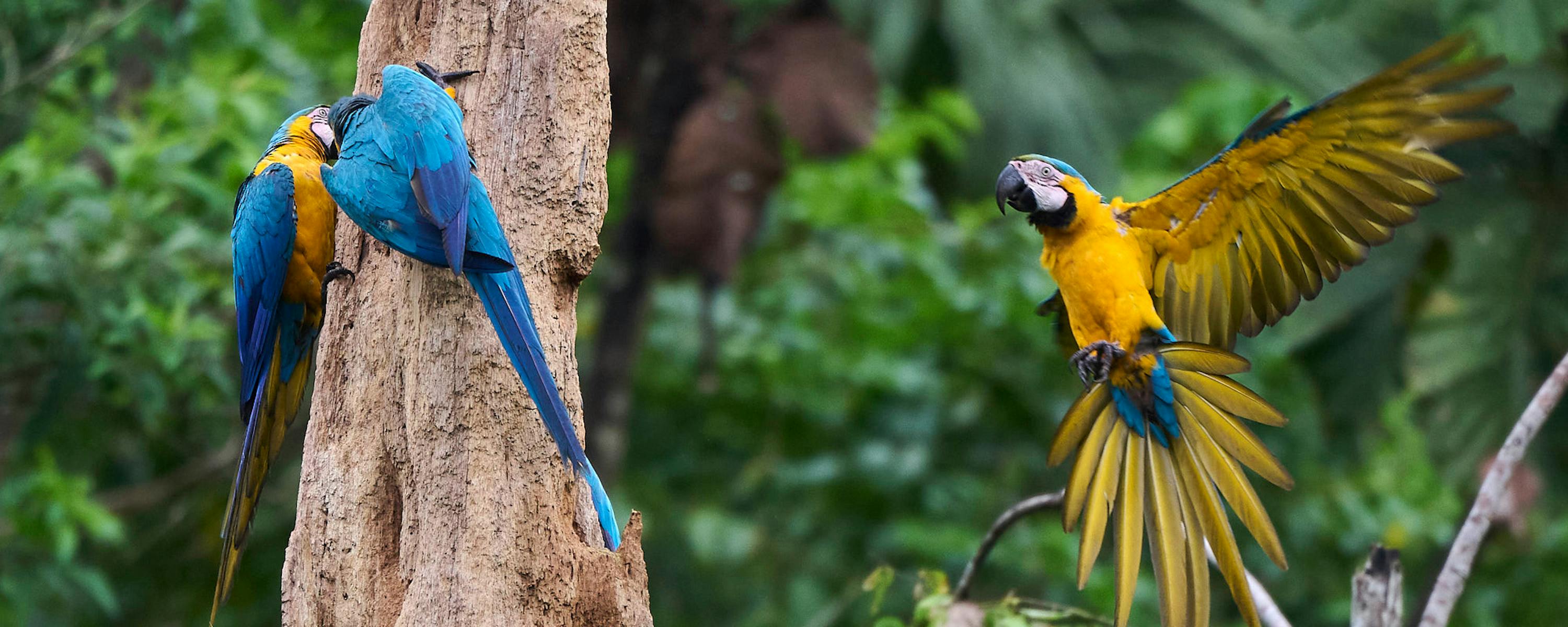 Two colorful macaws perch and fly beside a tree trunk against a green forest backdrop.