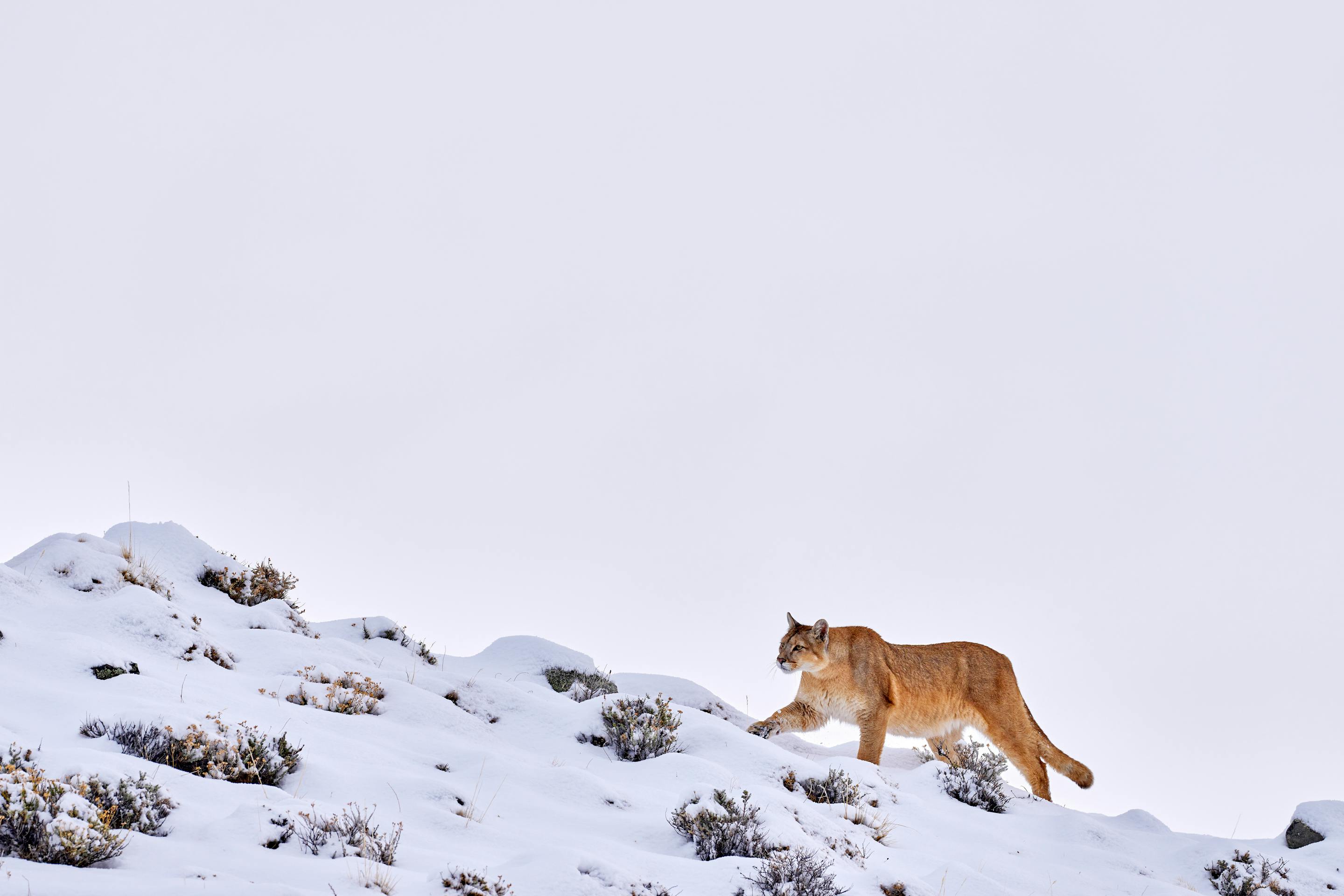 A puma walks across a snowy hillside under an overcast sky.